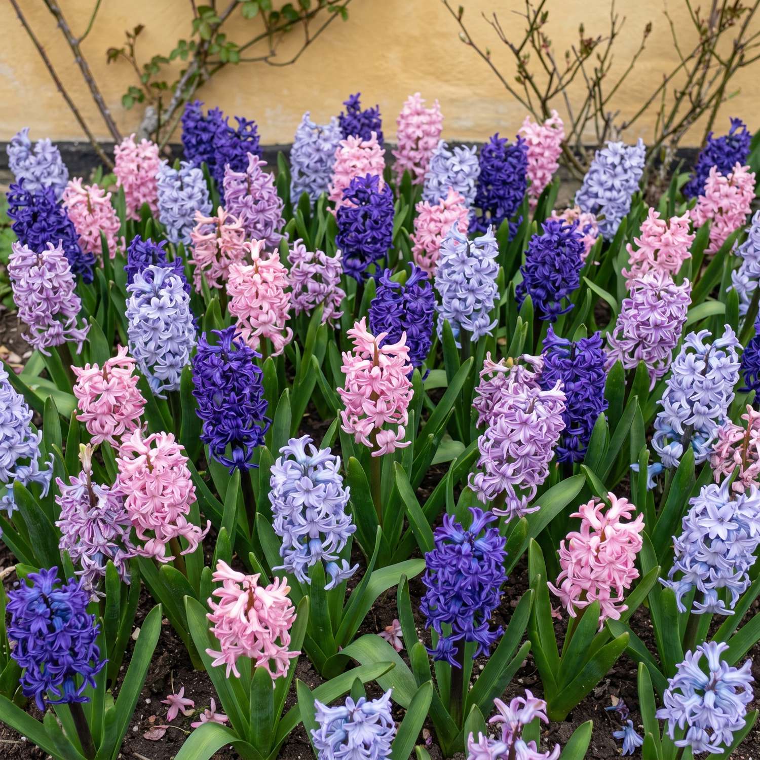 Valmis kukkapenkki 'Bonbon' (1 m²)