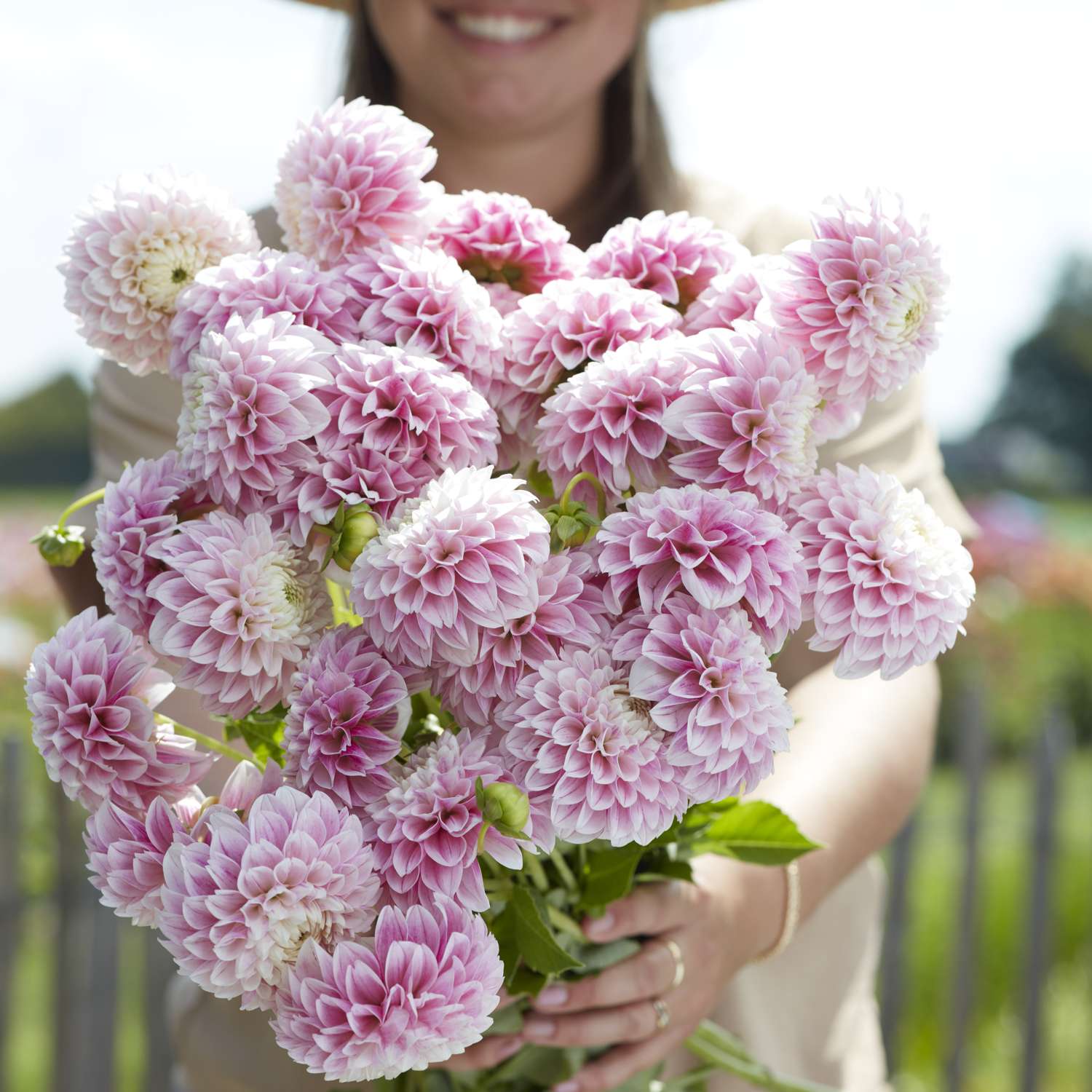 Daalia 'Marshmellow Baby'