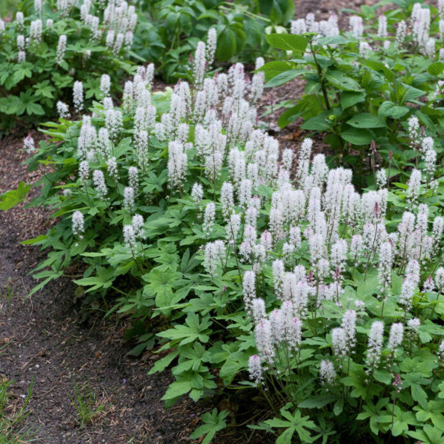 Rönsytiarella (Tiarella cordifolia)