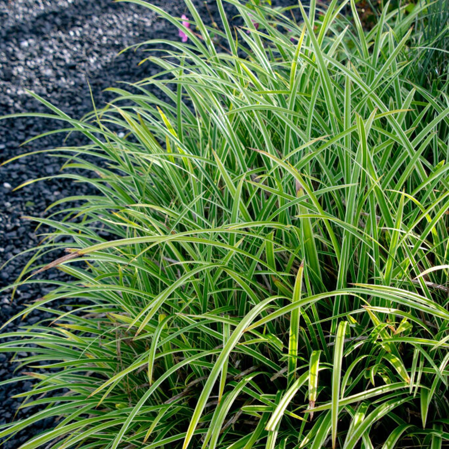 Japaninsara 'Ice Dance' (Carex morrowii)