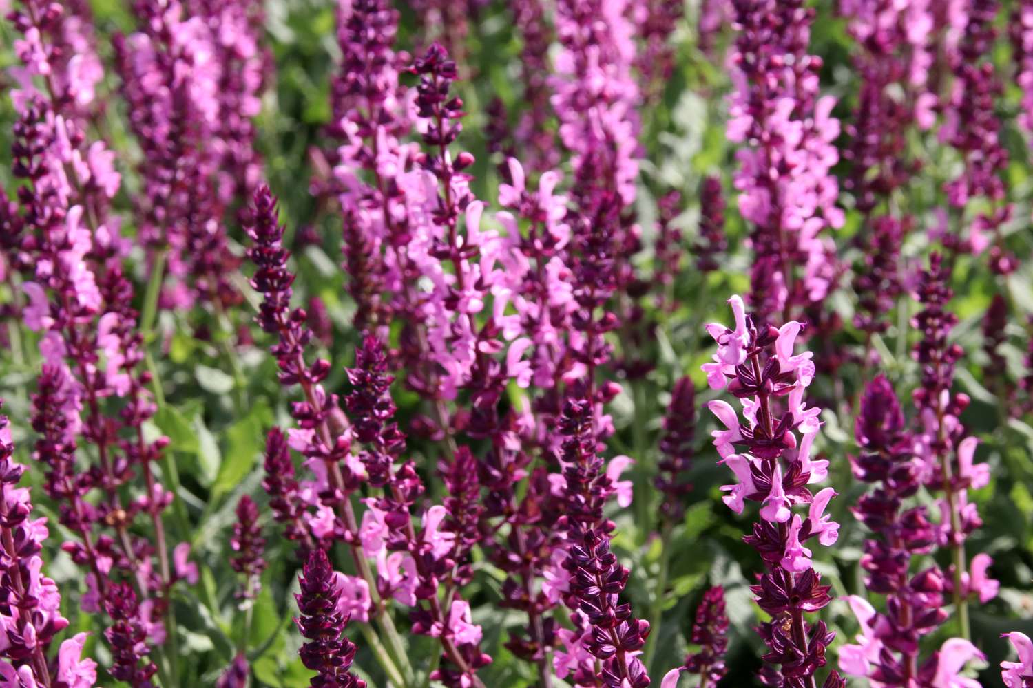 Lehtosalvia 'Sensation Rose'