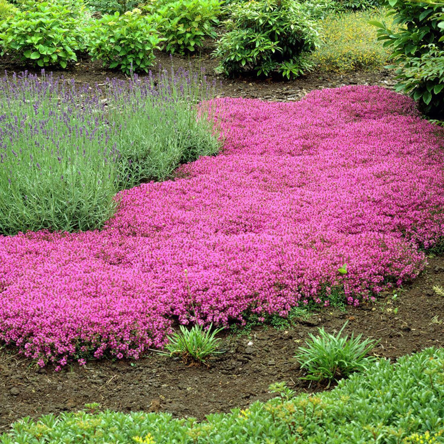 Nummiajuruoho 'Coccineus' (Thymus praecox)