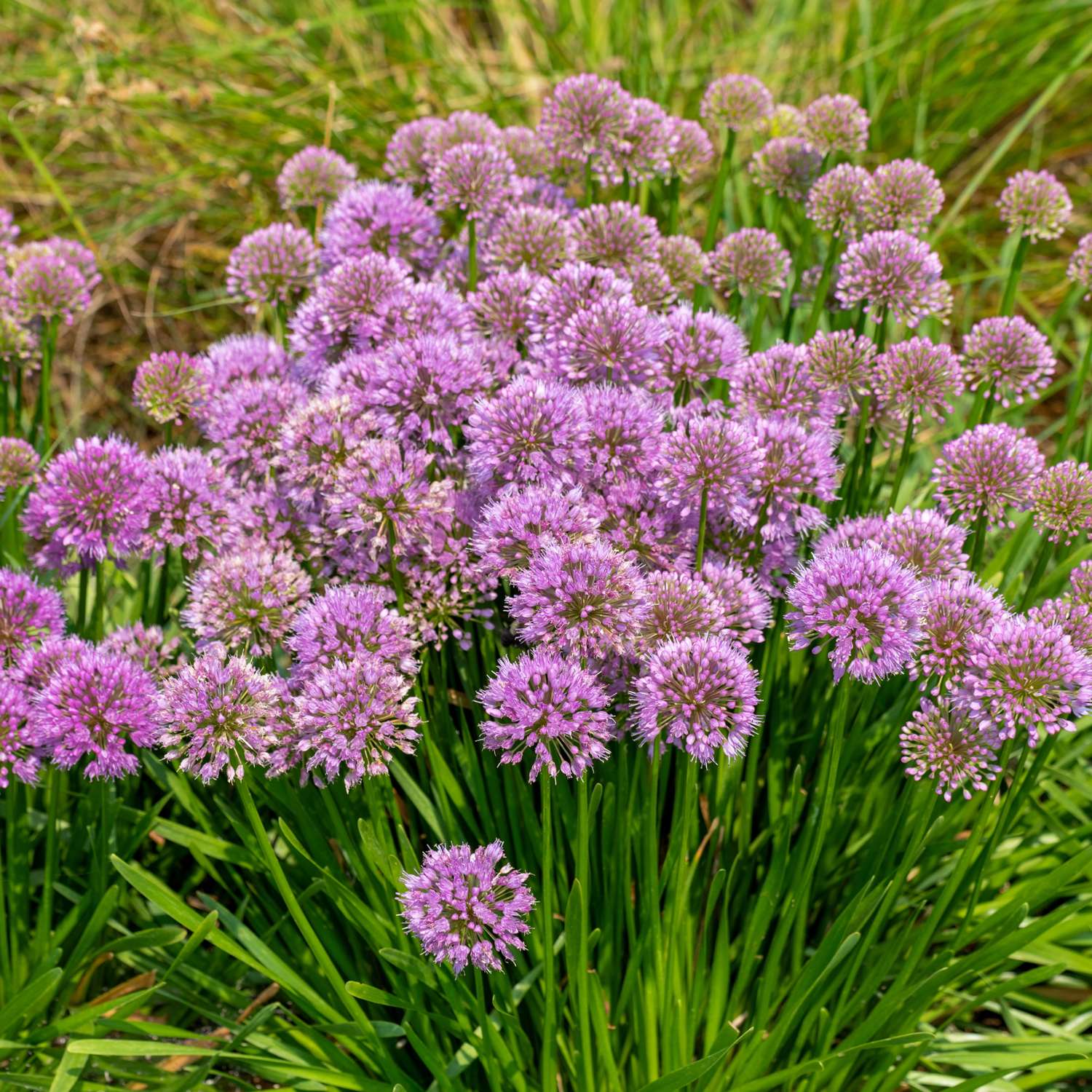 Koristelaukka 'Millenium' (Allium)