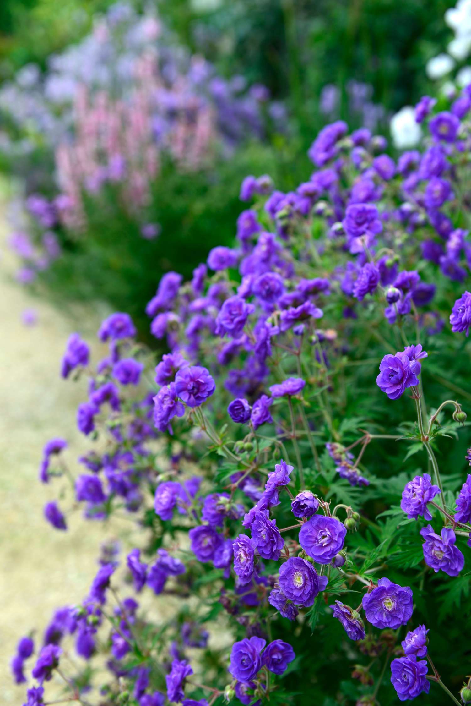 Kurjenpolvi 'Plenum'