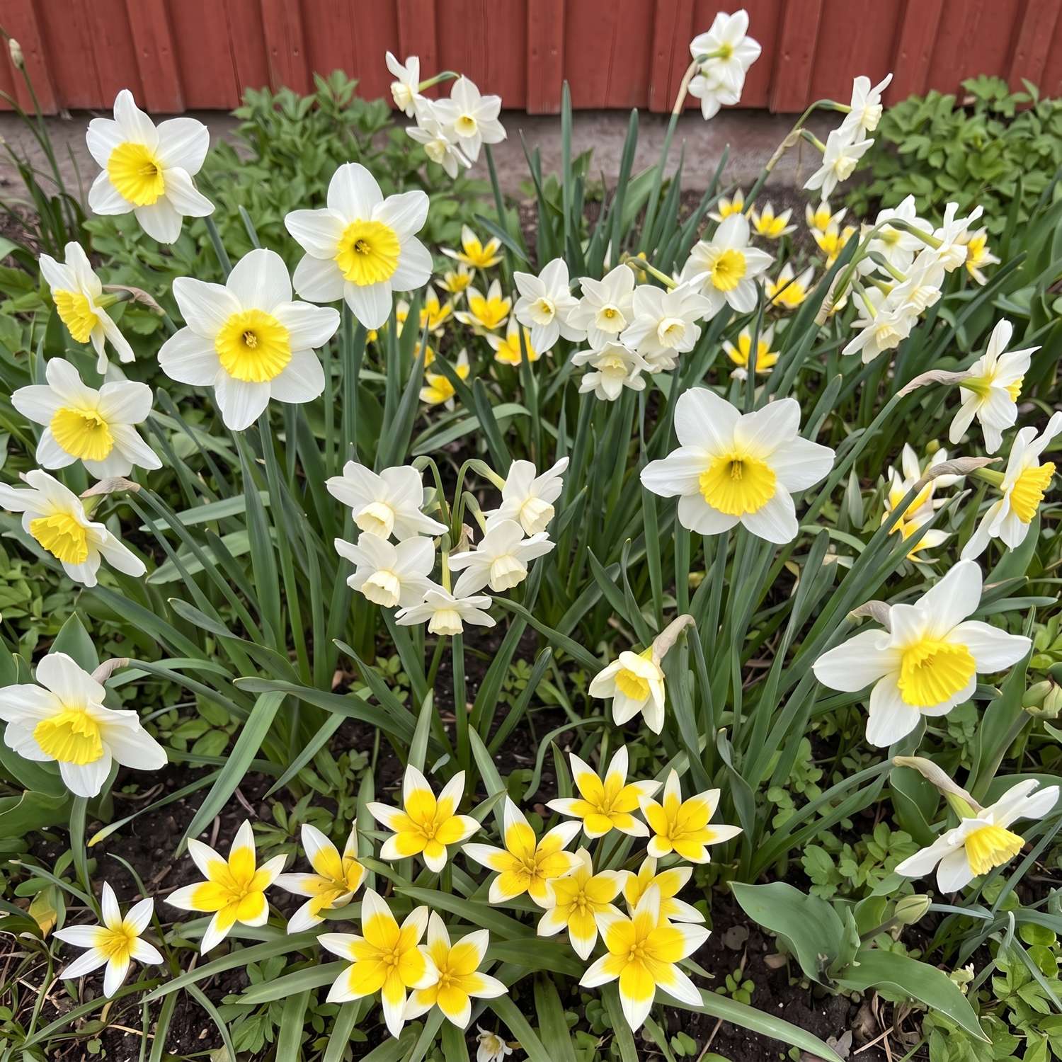 Valmis kukkapenkki 'Forever Yellow & White' (1 m²)