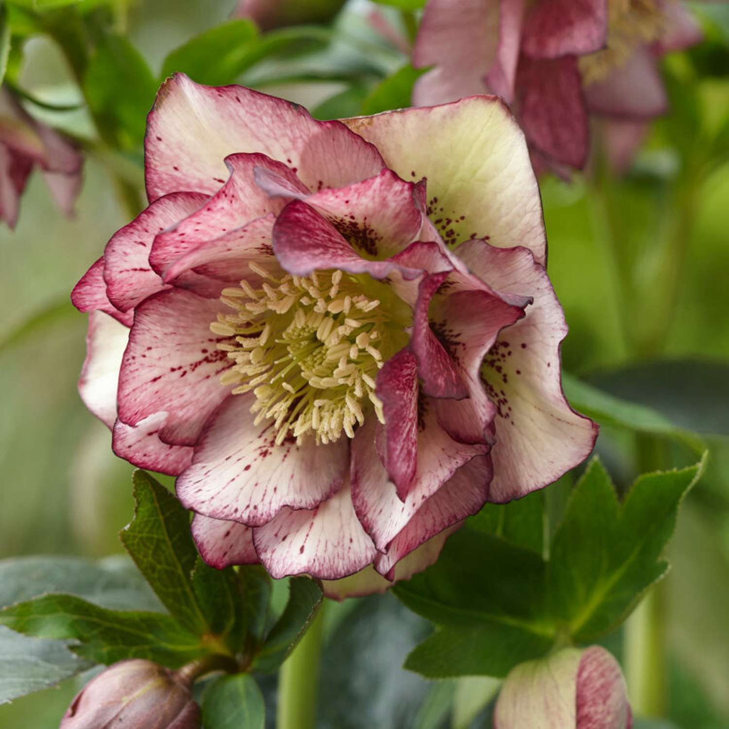 Tarhajouluruusu 'Double Ellen Picotee' (Helleborus × hybridus)