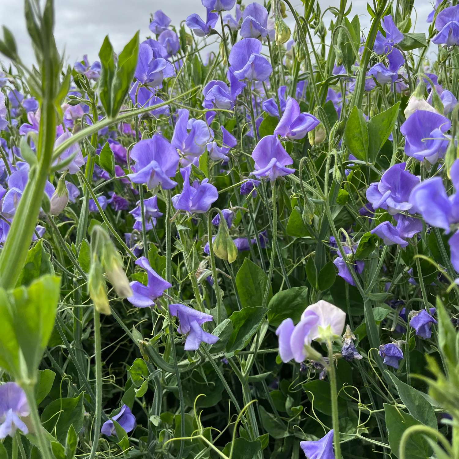 Hajuherne 'Noel Sutton' (siemen)