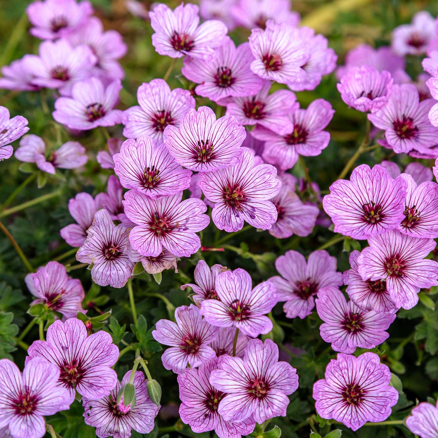 Kurjenpolvi ‘Ballerina’