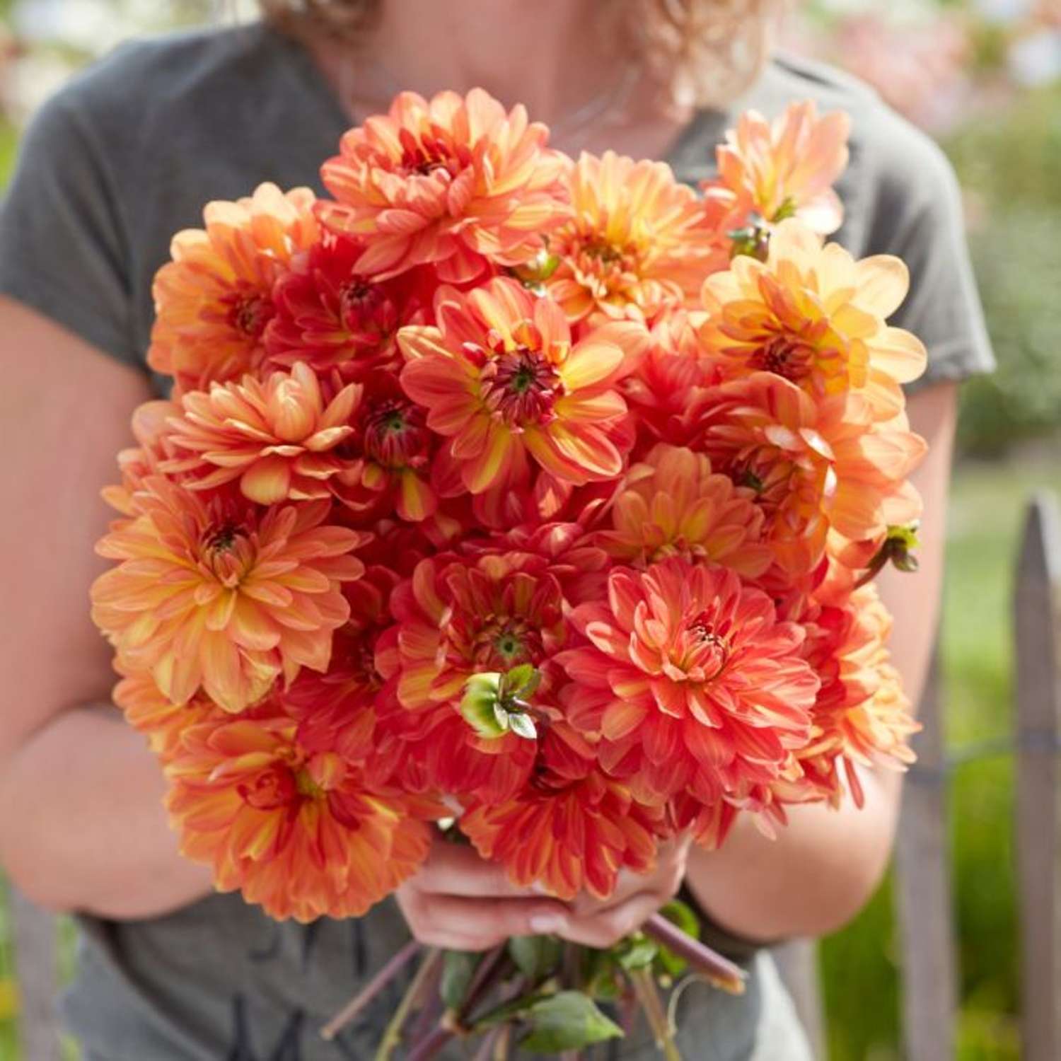 Dahlia ‘Graceland’