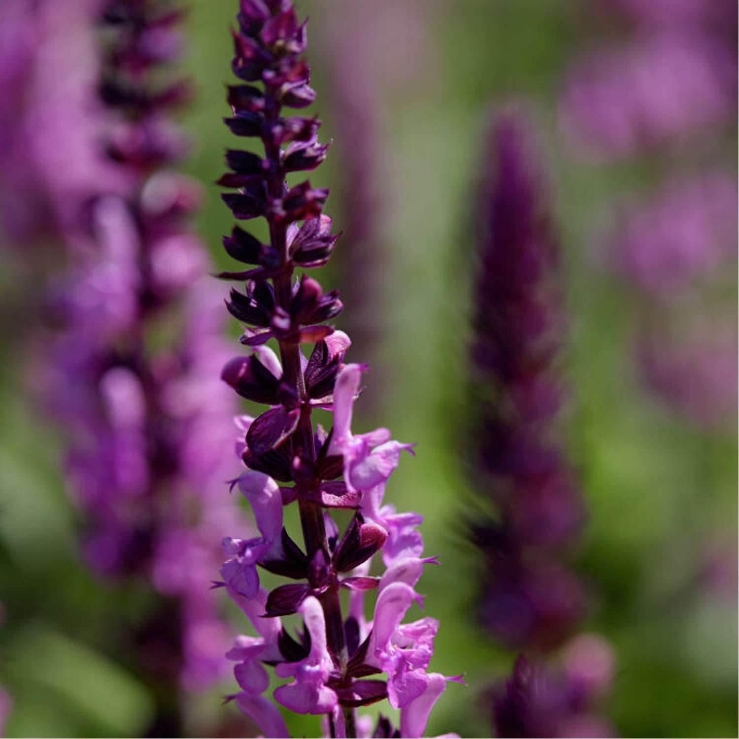 Loistosalvia 'Sensation Medium Rose' (Salvia nemorosa)
