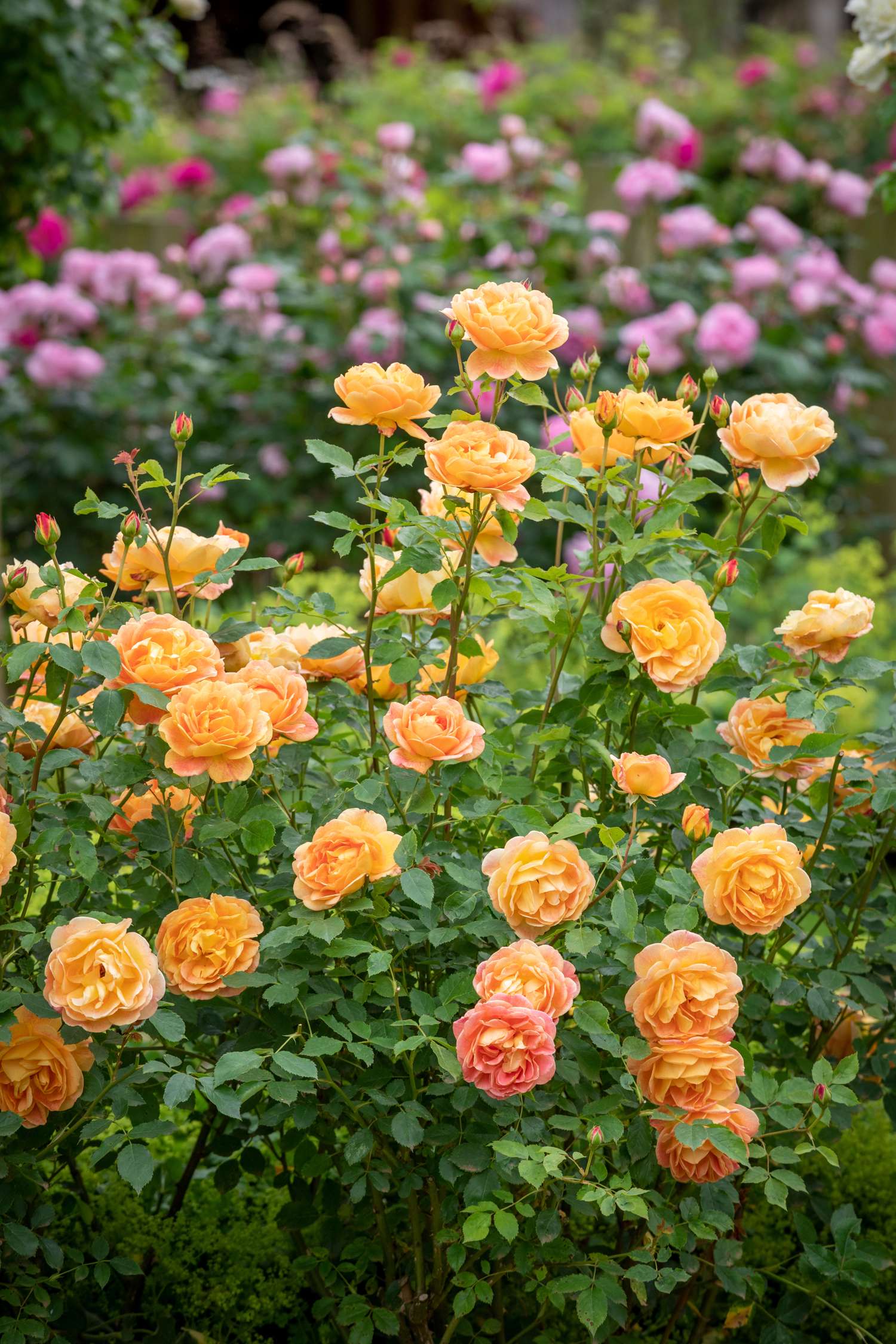 Ruusu 'Lady of Shalott™' (Ausnyson)