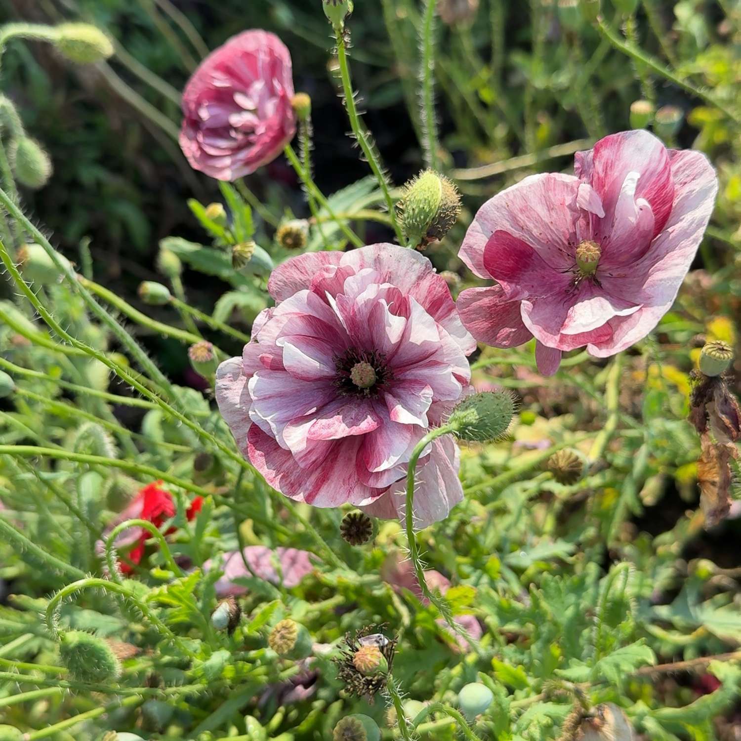 Peltounikko 'Pandora' (siemen)