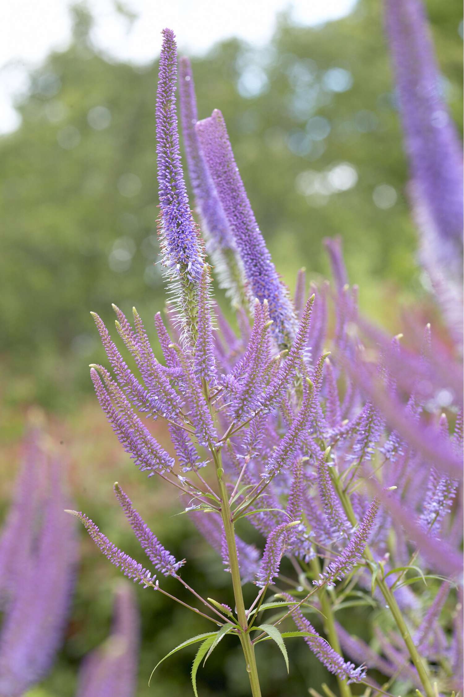 Rantatädyke 'Fascination'