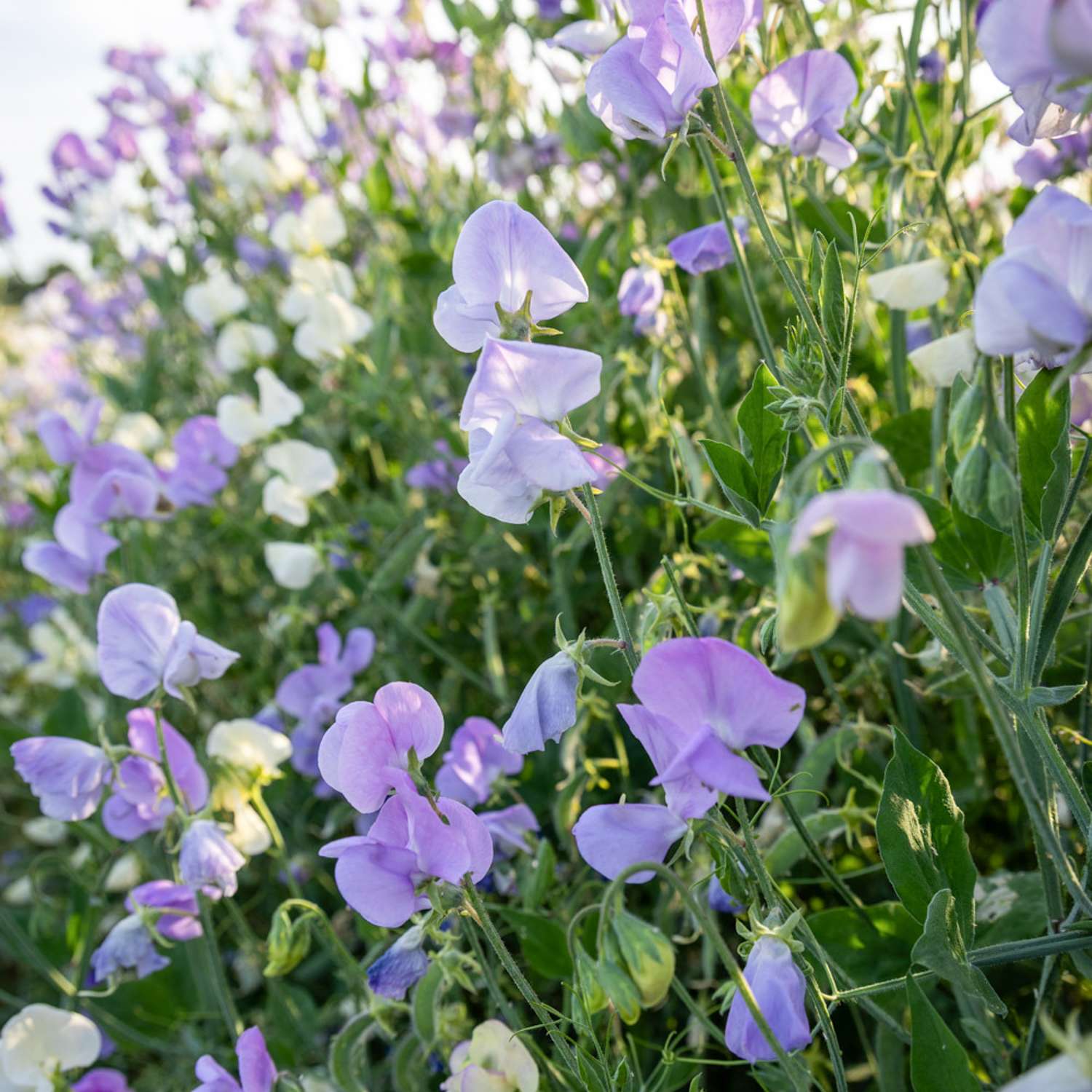 Hajuherne 'Royal Lavender' (siemen)