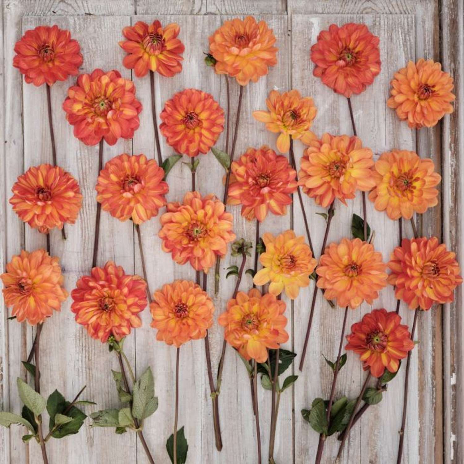 Dahlia ‘Graceland’