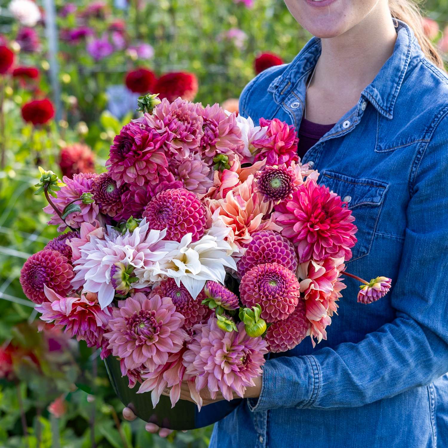 Daaliamix 'Dusty Rose'