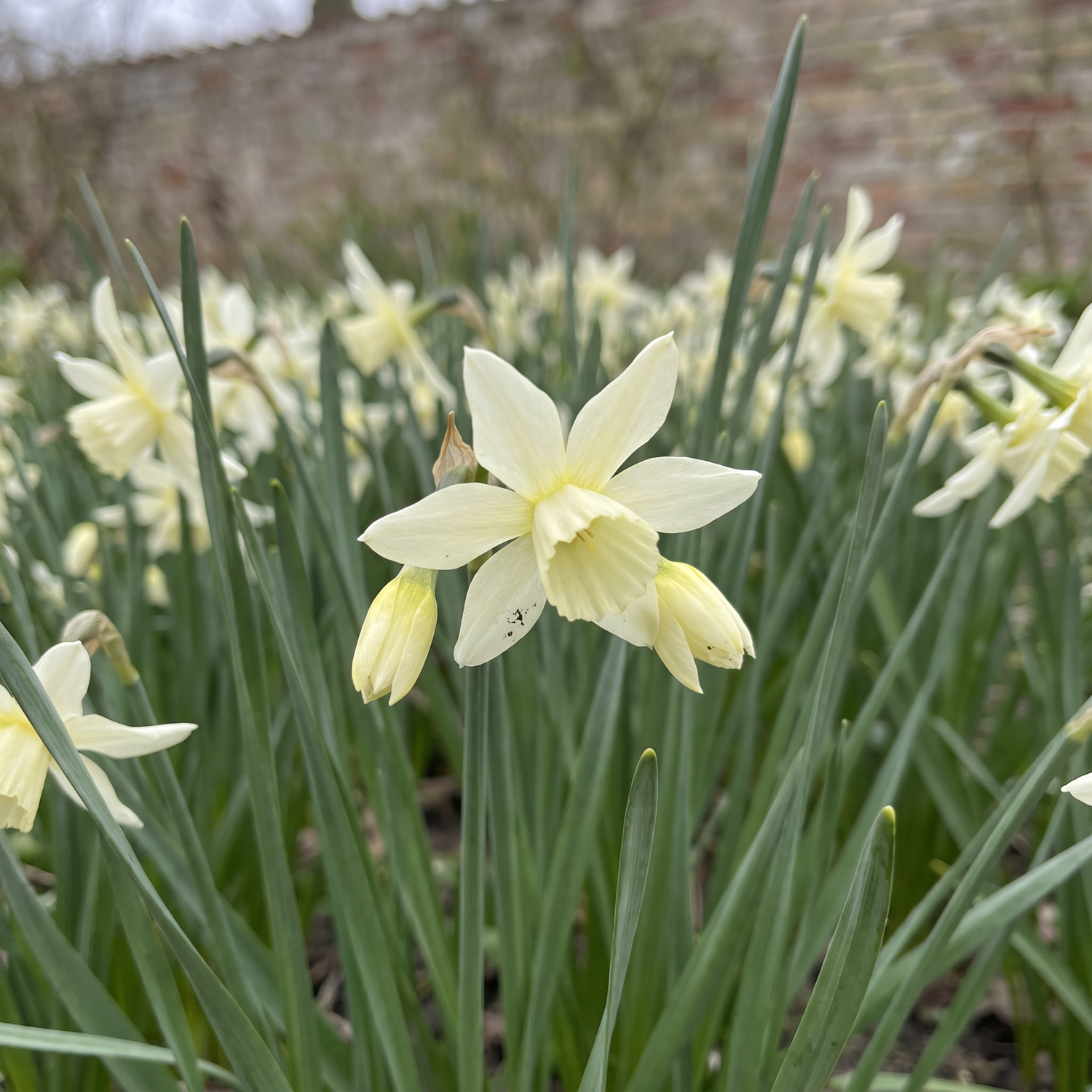 Narcissus 'Bella Estrella'