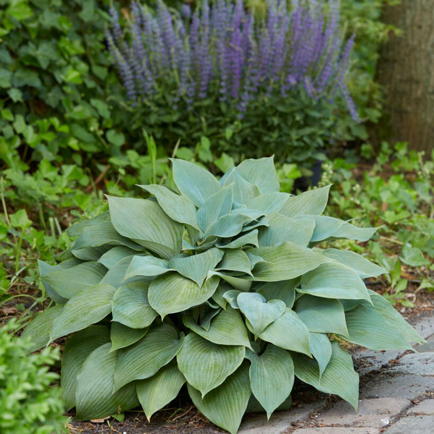 Tarhakuunlilja 'Halcyon' (Hosta)