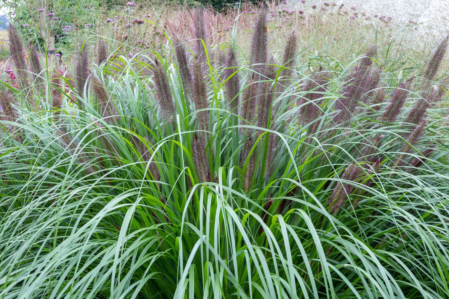 Sulkahirssi 'Black Beauty'