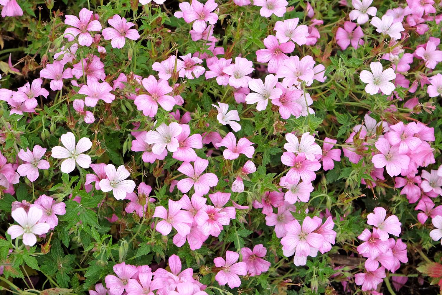 Kurjenpolvi 'Rose Clair'