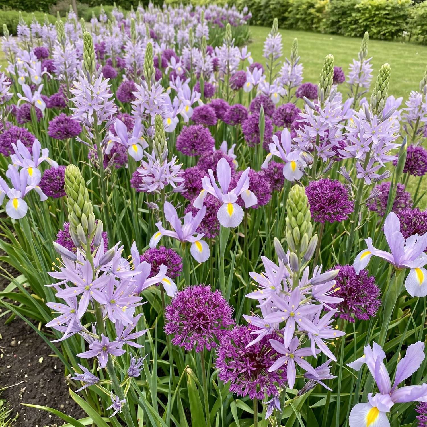 Valmis kukkapenkki 'Silver Lilac' (1 m²)