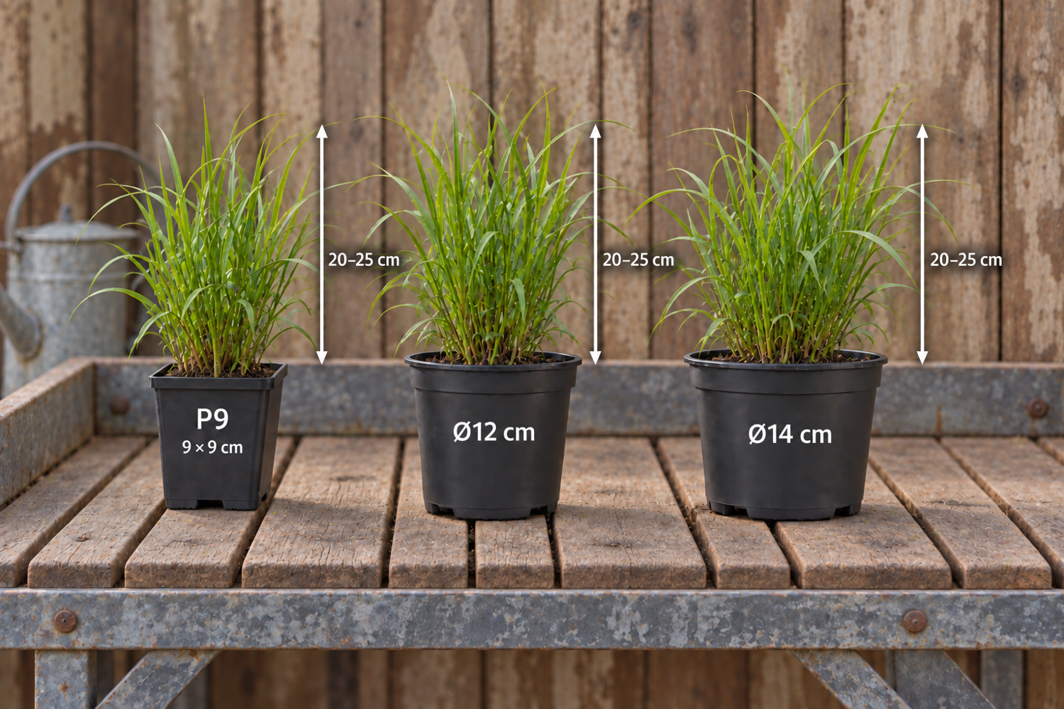Perennapaketti 'Mehiläiset & perhoset' (1,5-2m²)
