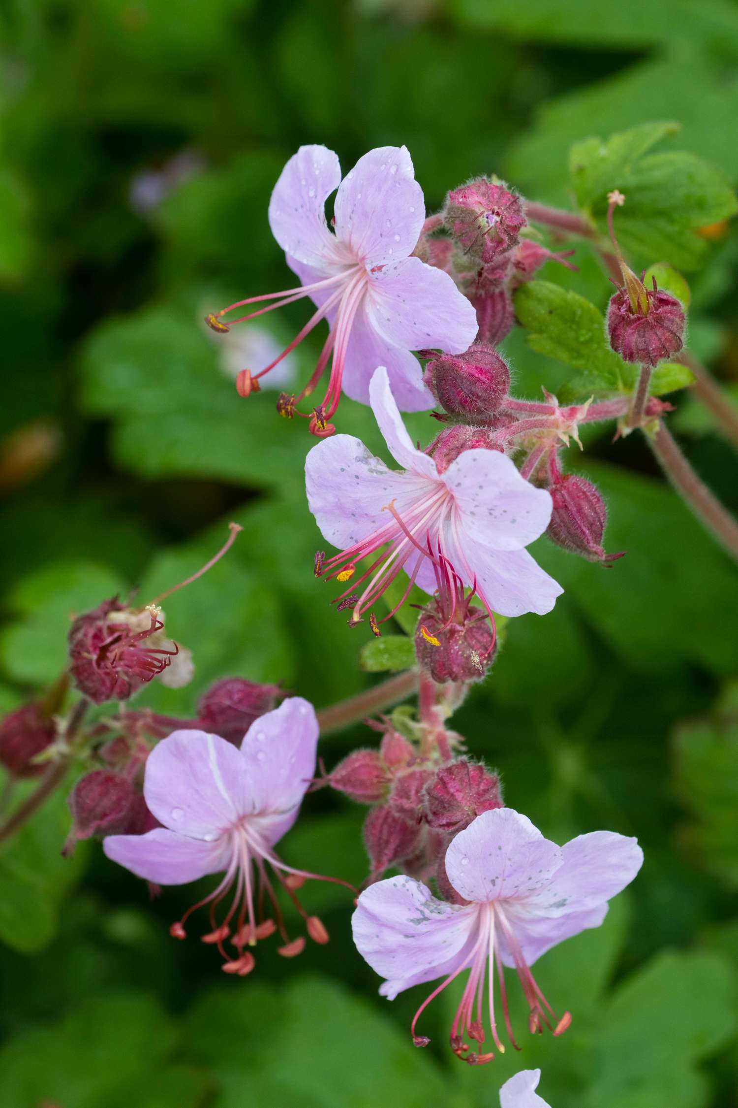 Kurjenpolvi 'Ingwersen's Variety'