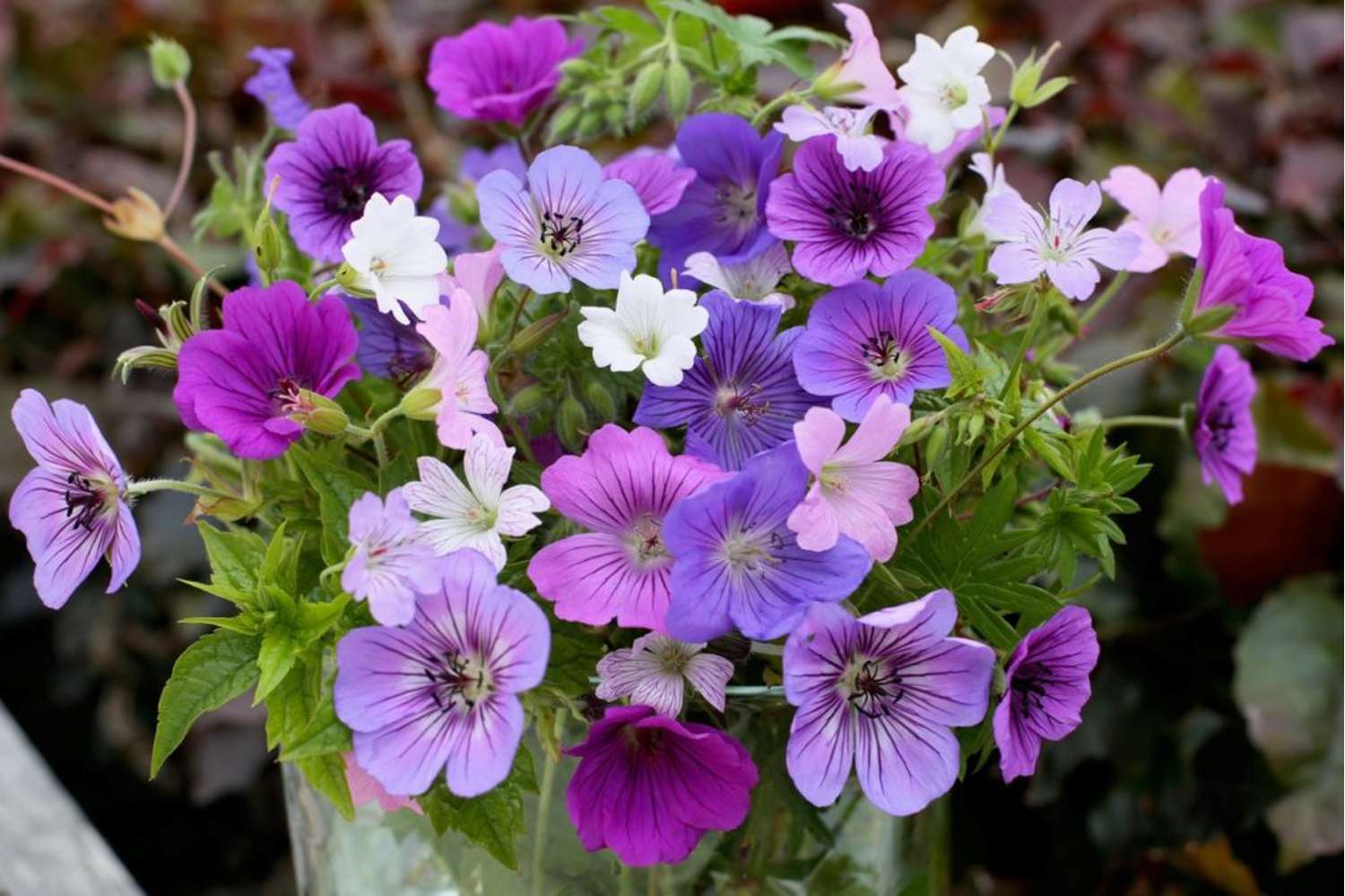 Kurjenpolvi 'Breeders Mix'