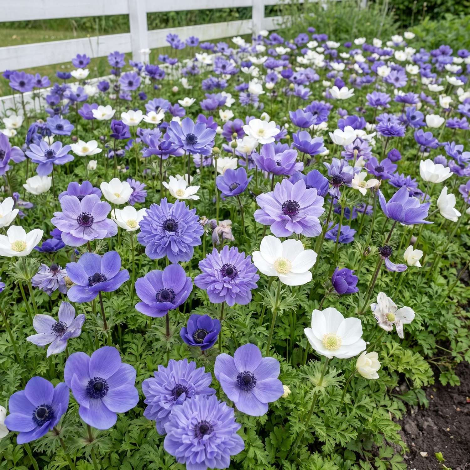 Valmis kukkapenkki 'Nordic Blue' (1 m²)