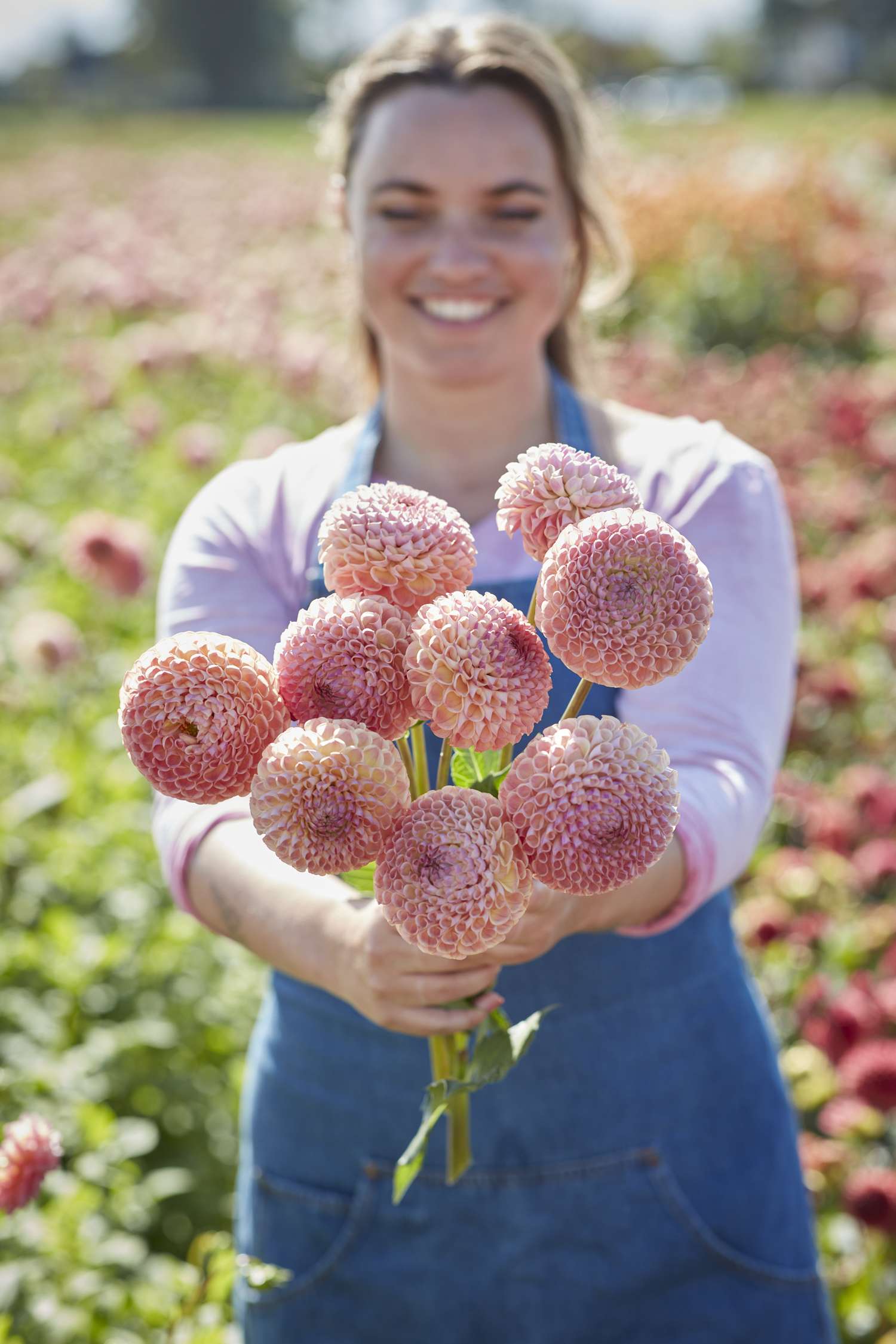 Daalia ‘Ghislaine’