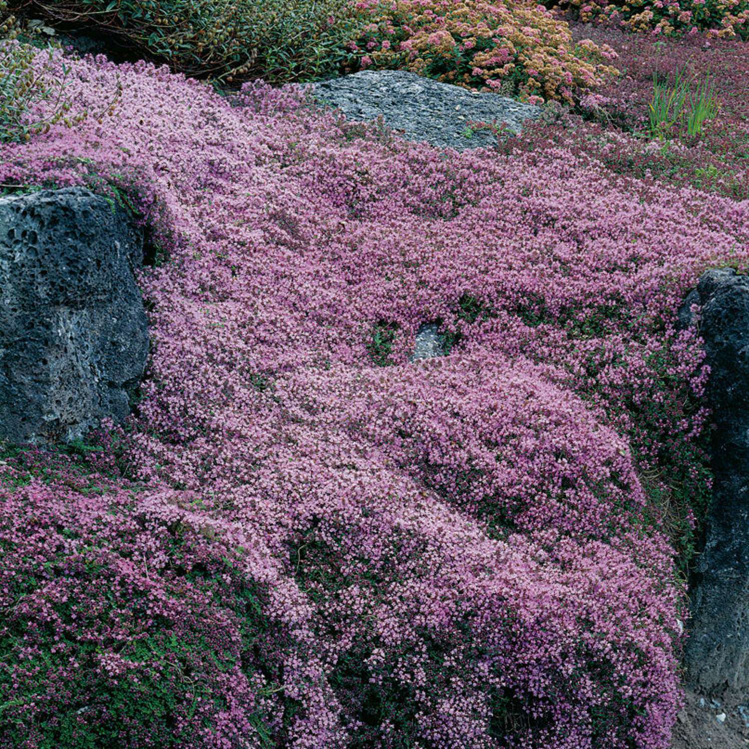 Nummiajuruoho 'Coccineus' (Thymus praecox)