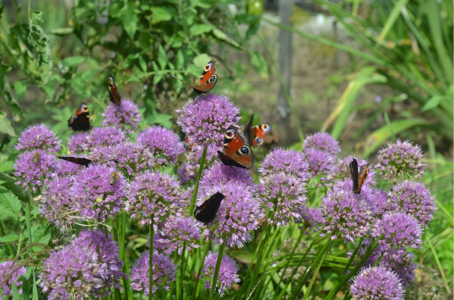 Koristelaukka 'Millenium' (Allium)