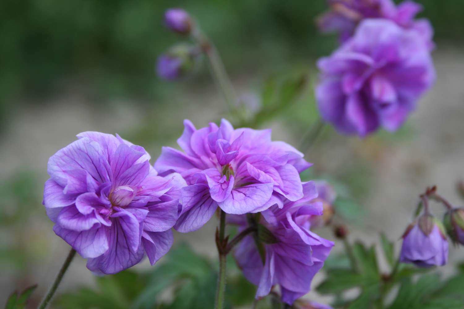 Kurjenpolvi 'Plenum'