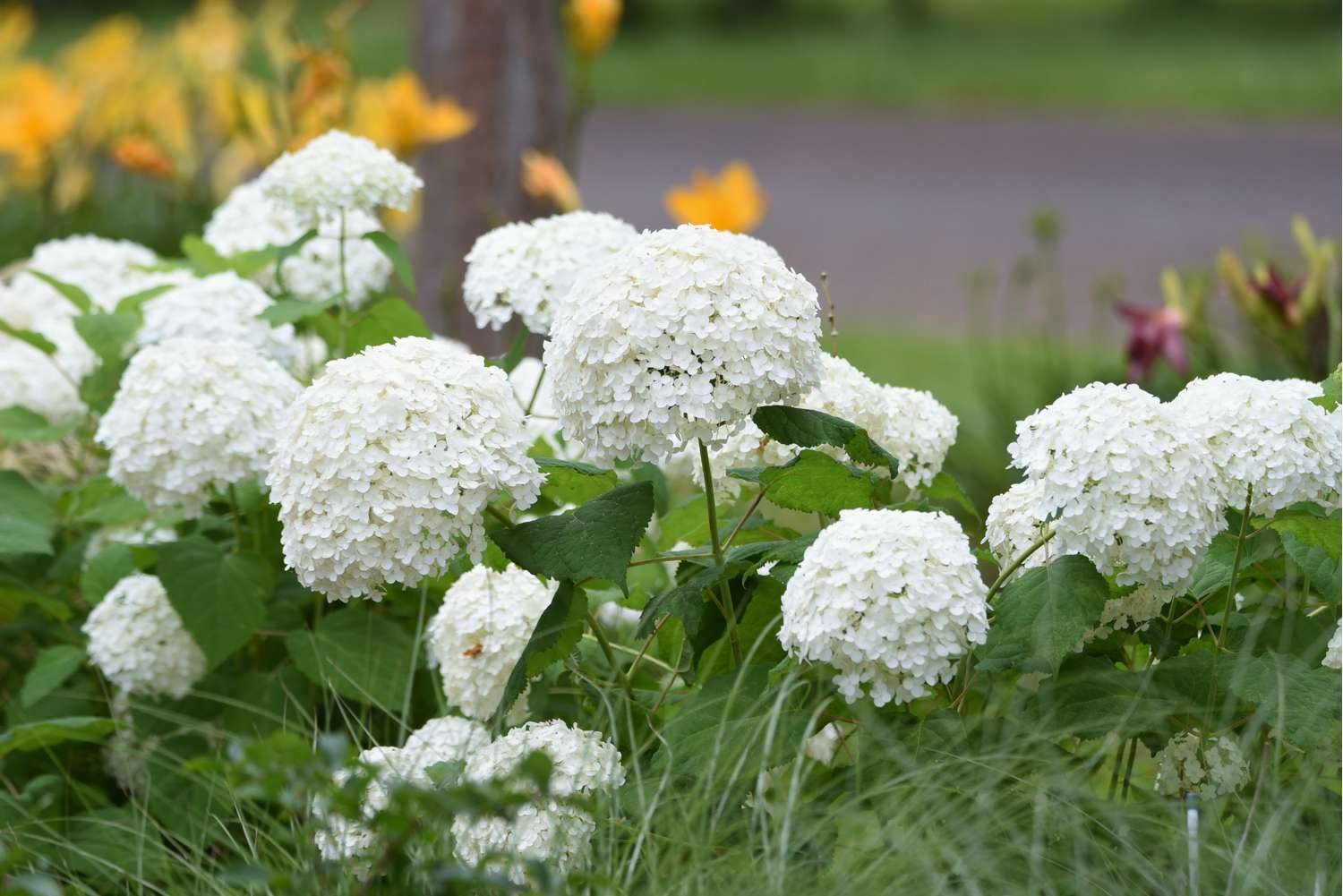 Hortensia 'Annabelle'