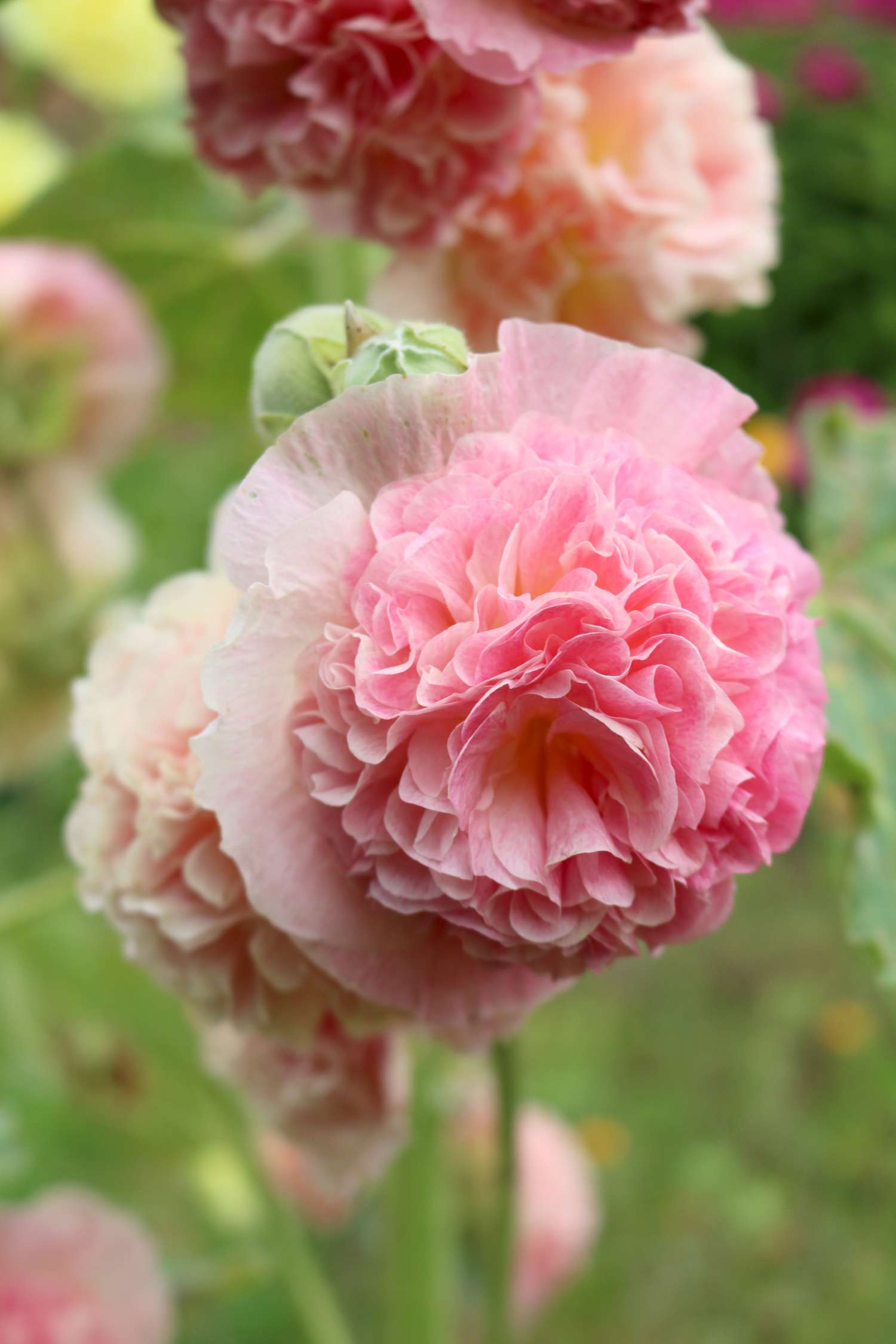 Ruusumalva ‘Peaches & Dreams’