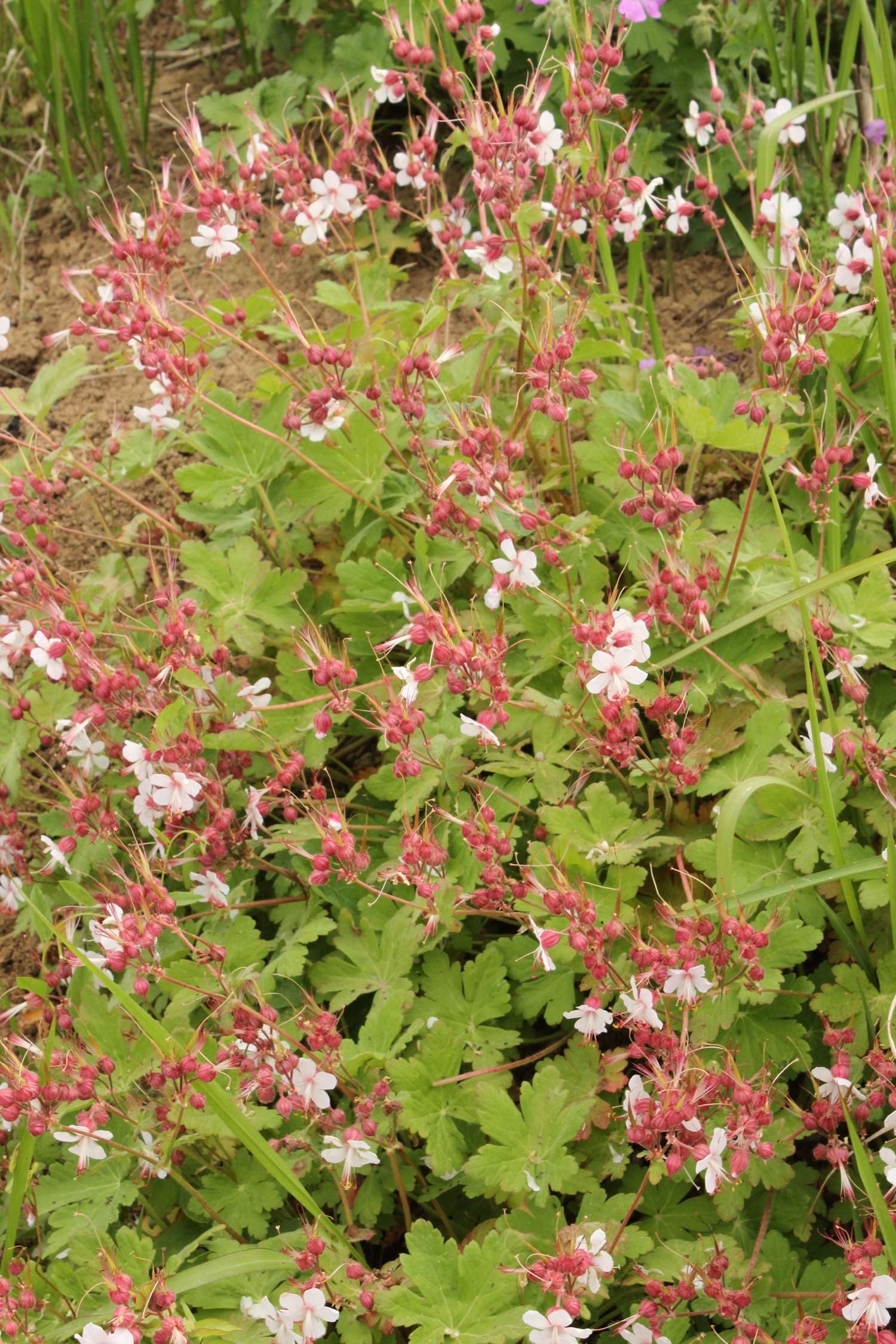 Tuoksukurjenpolvi 'Spessart' (Geranium macrorrhizum)