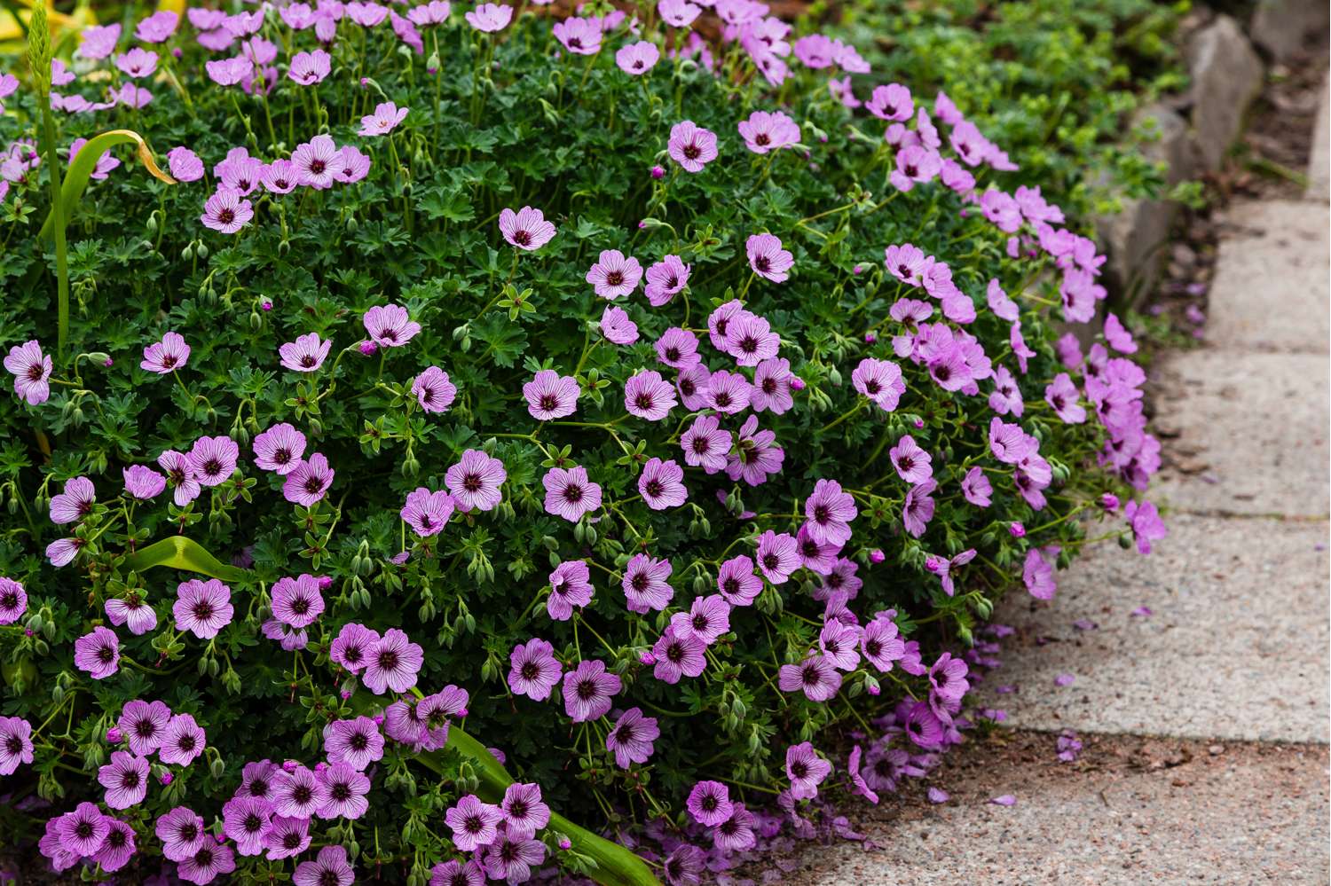 Kurjenpolvi ‘Ballerina’