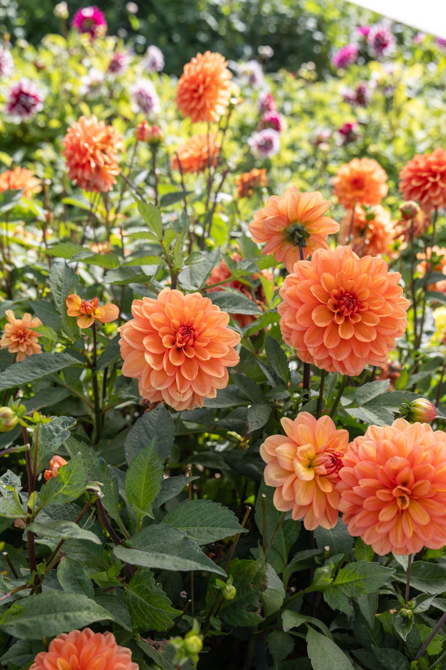 Dahlia ‘Go Go Peach’