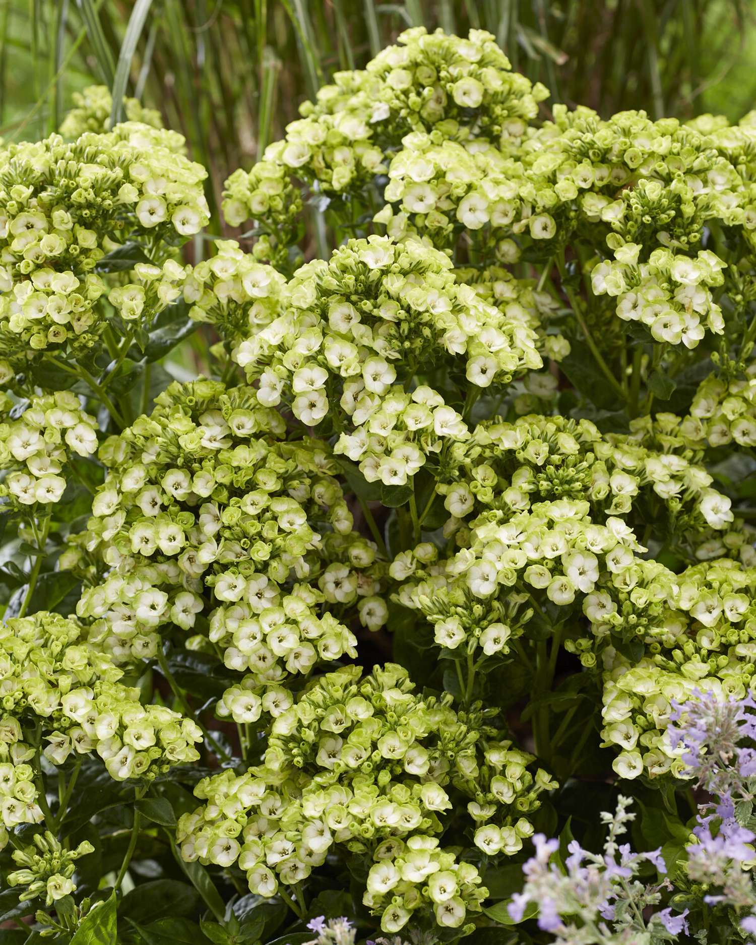 Syysleimu 'Orchid Green'