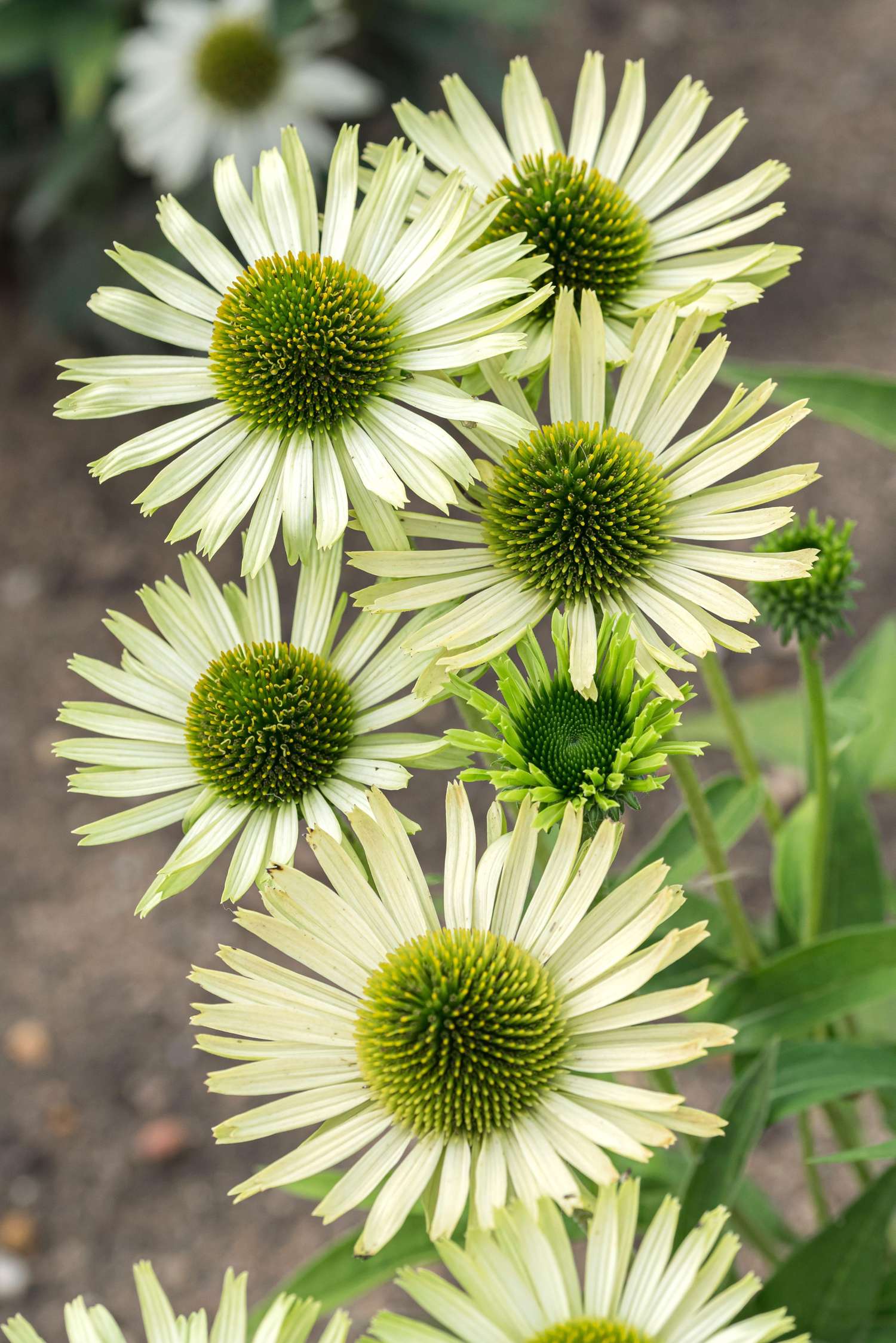 Punahattu Echinacea 'Green Jewel'