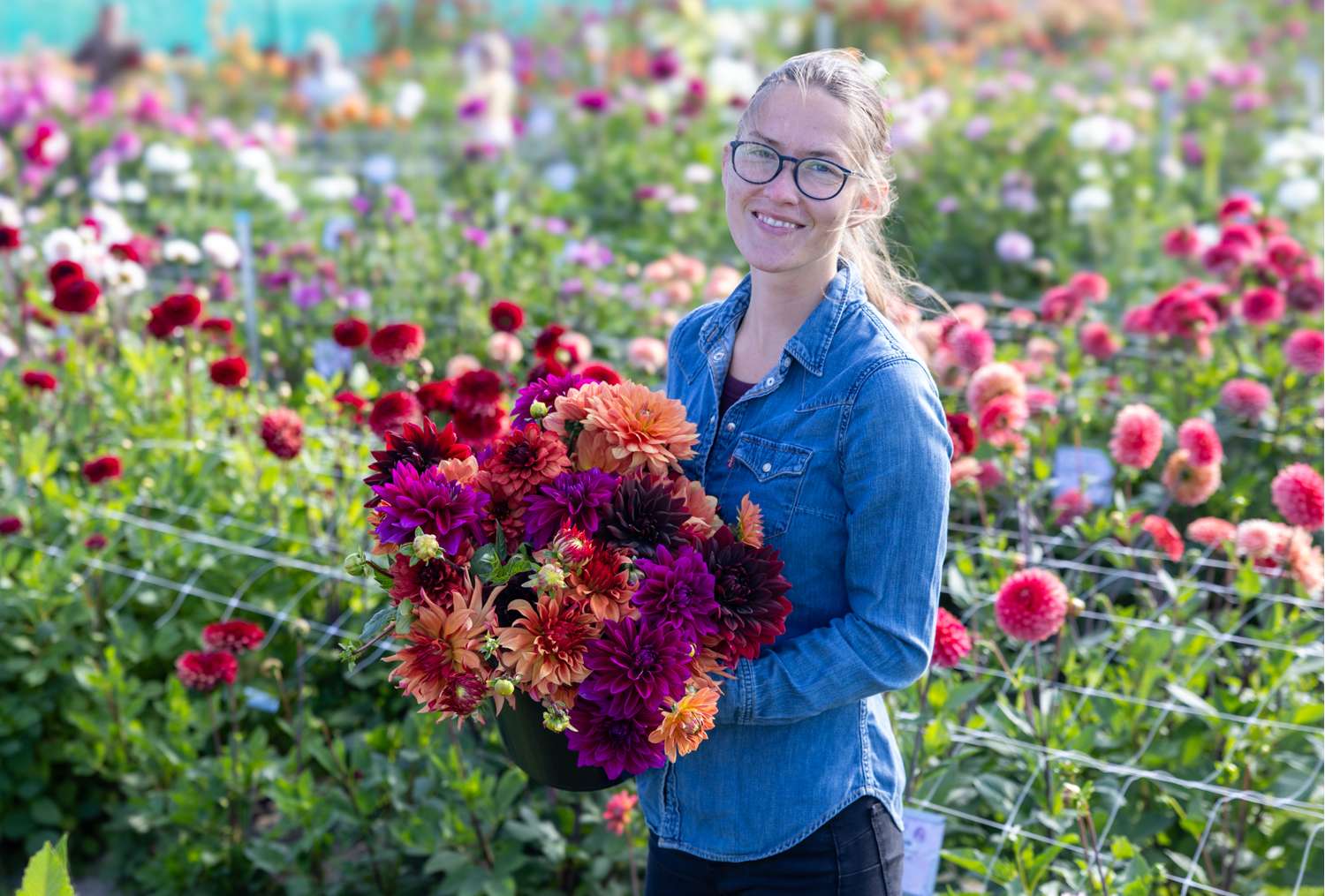 Daaliasekoitus ‘Amber’