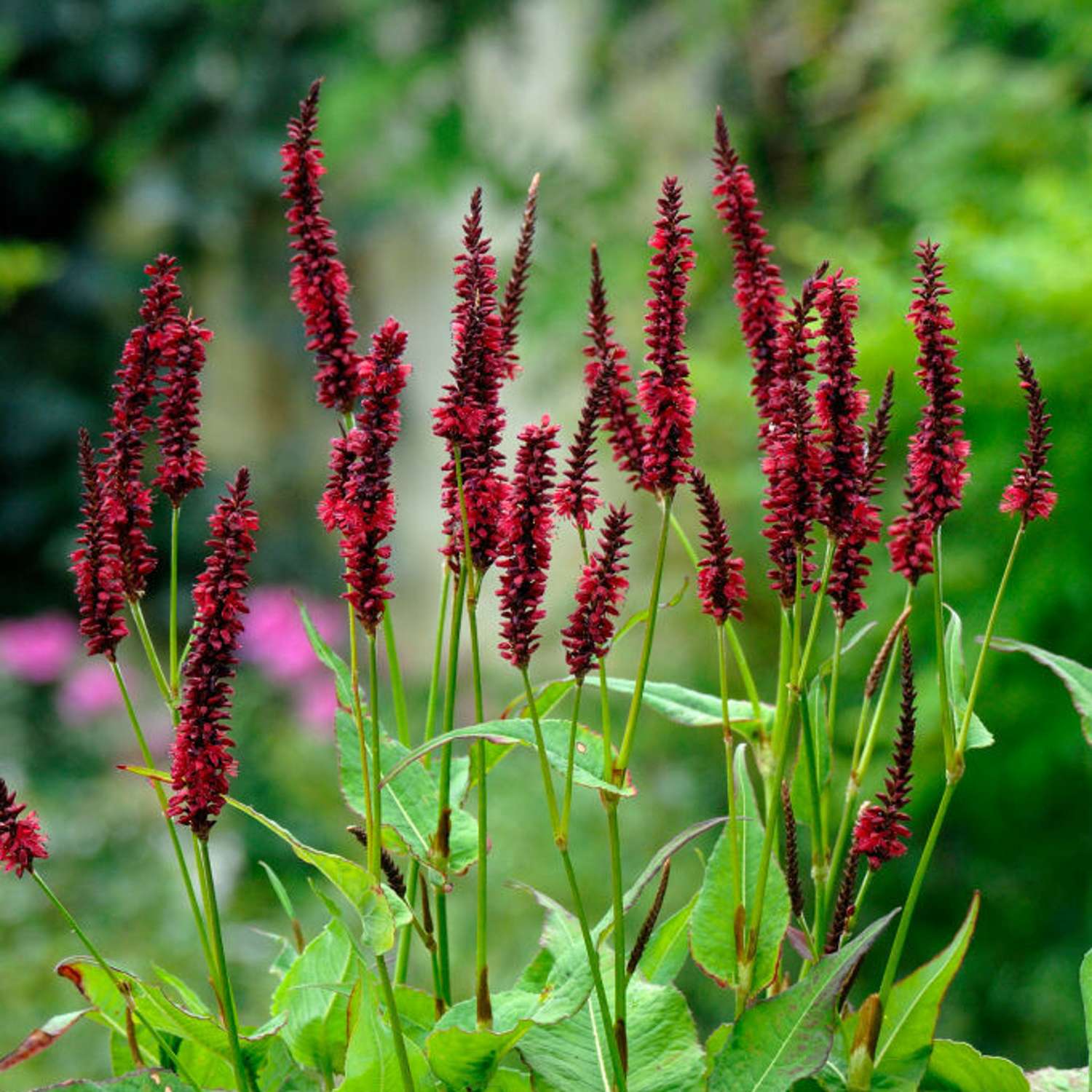 Verikonnantatar 'Blackfield' (Persicaria amplexicaulis)