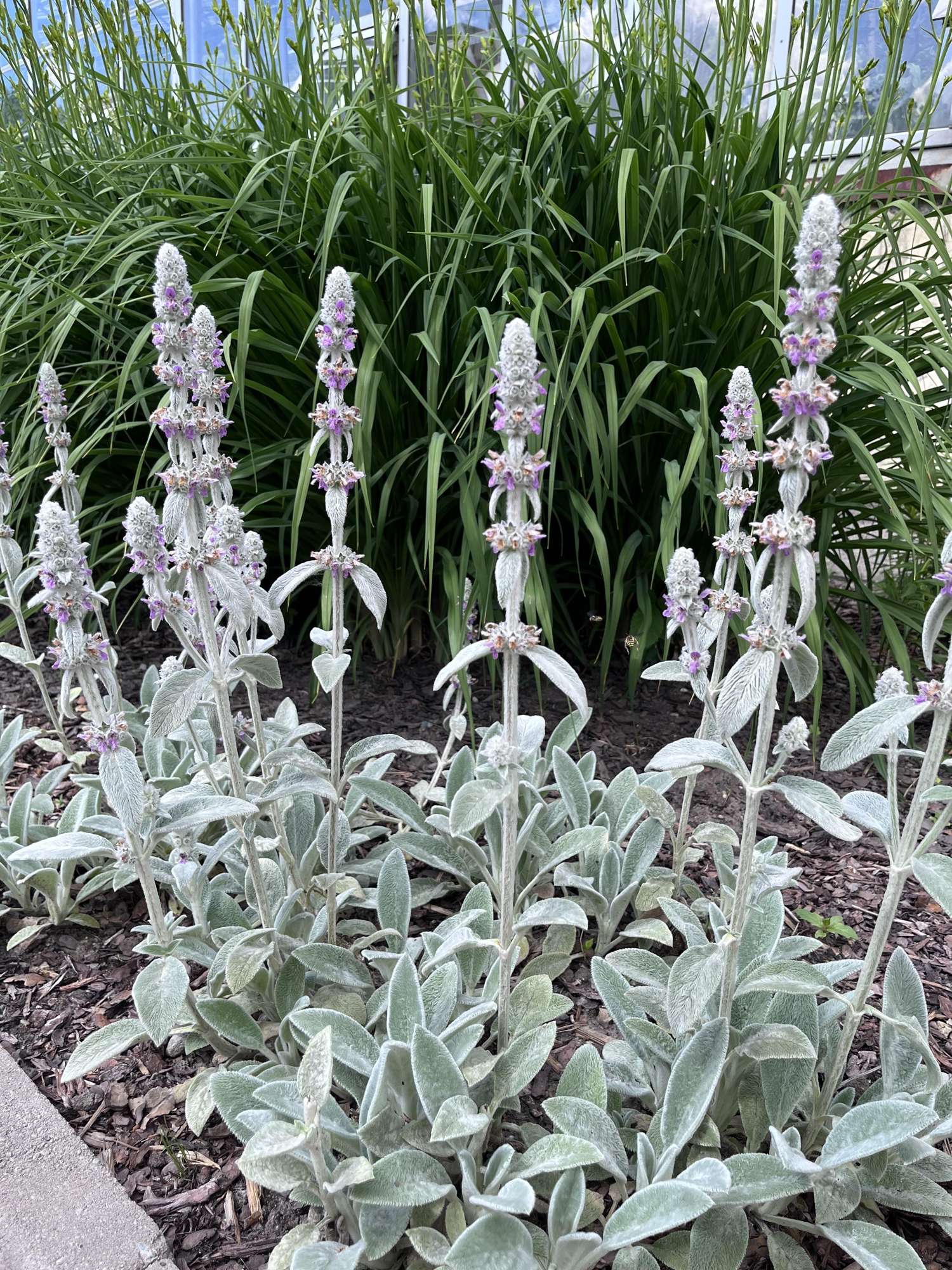 Nukkapähkämö 'Silver Carpet' (Stachys byzantina)