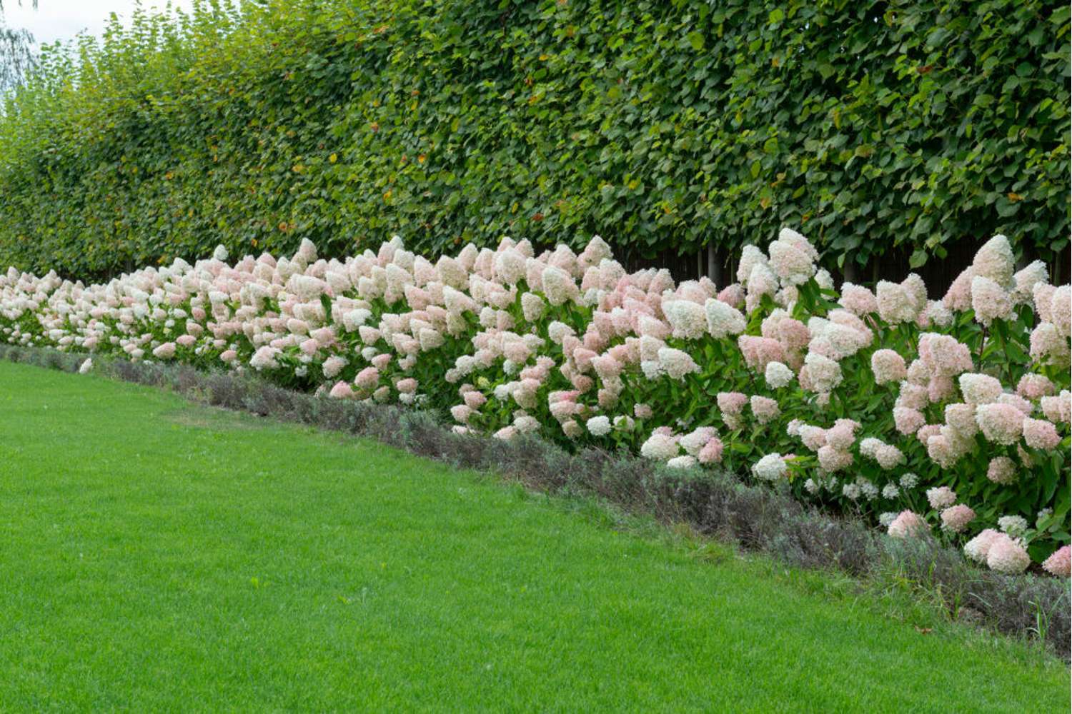 Hortensia 'Magical Sweet Summer'