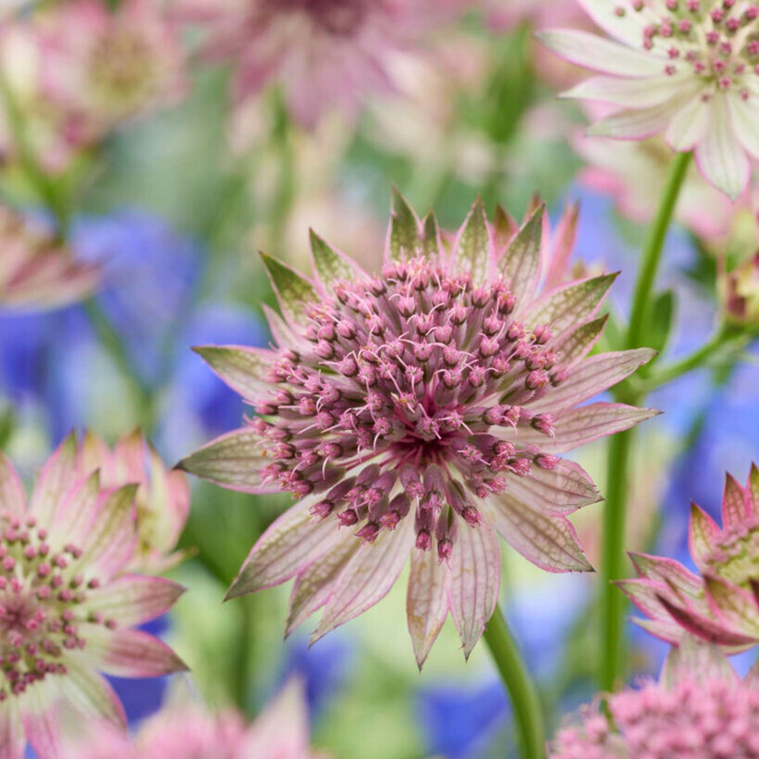 Isotähtiputki 'Roma' (Astrantia major)