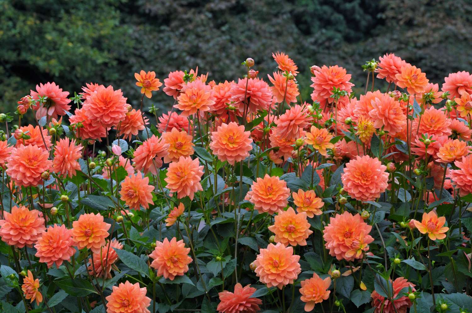 Daalia ‘Shep’s Memory’