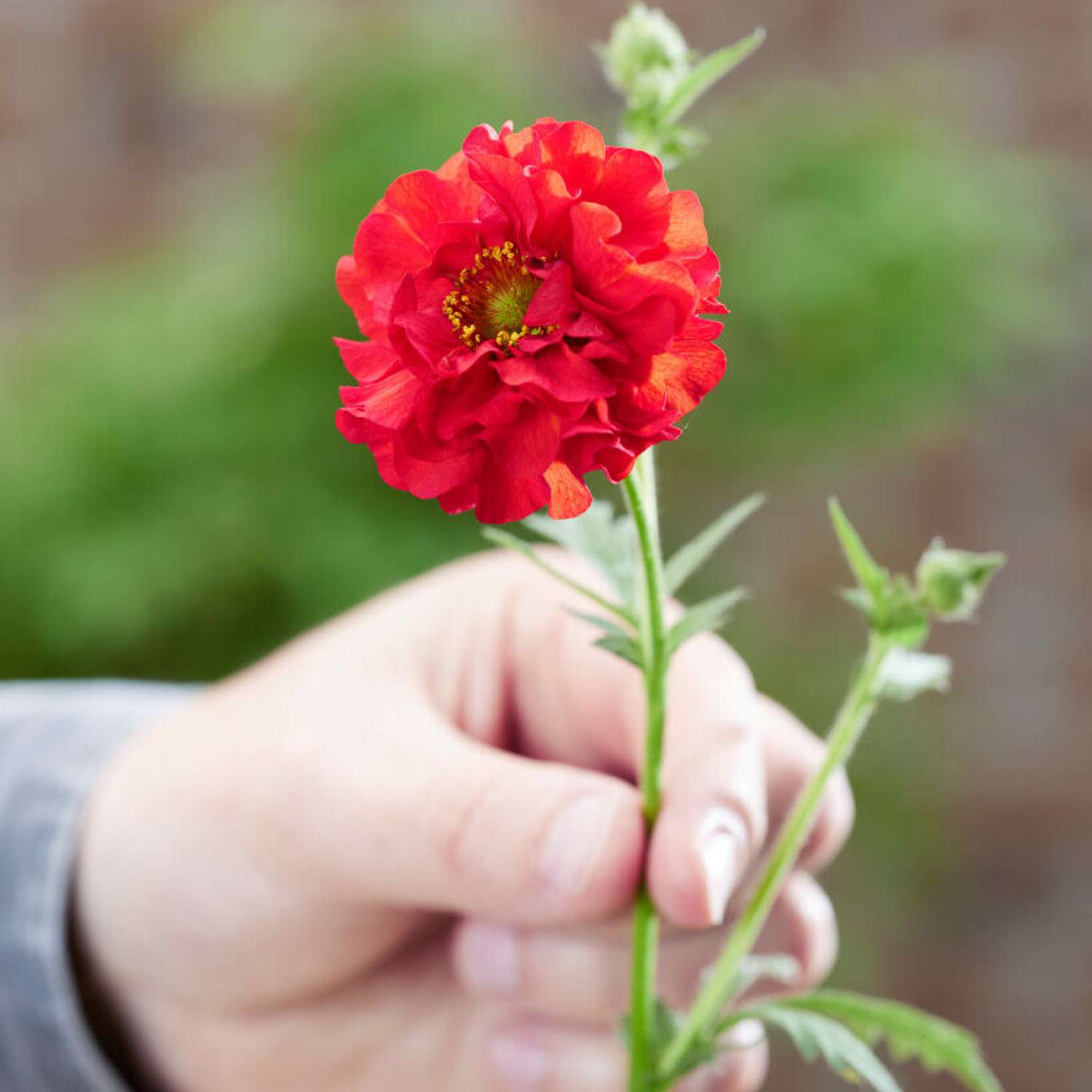 Tulikellukka 'Firestarter' (Geum coccineum)