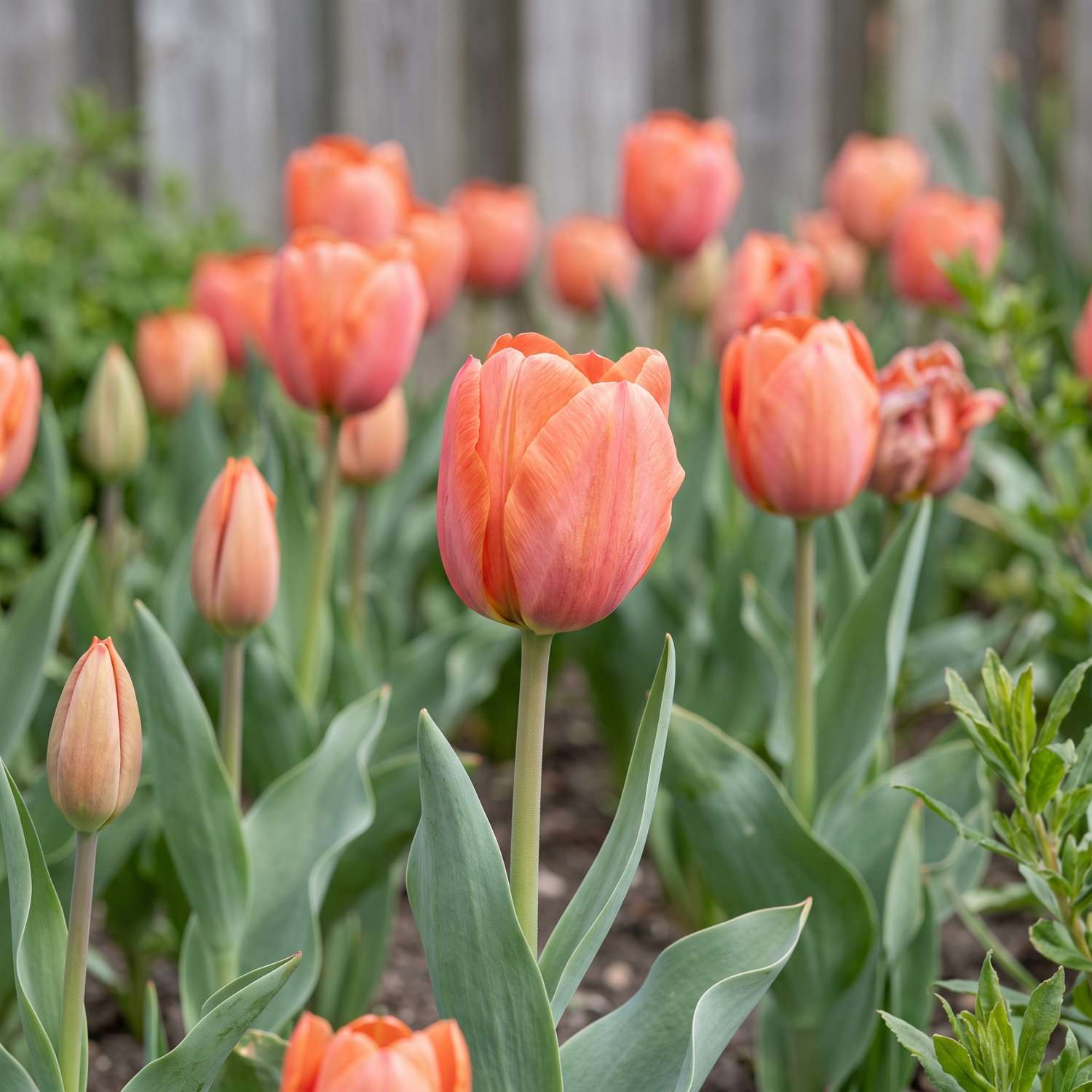 Tulppaani 'Orange van Eijk'