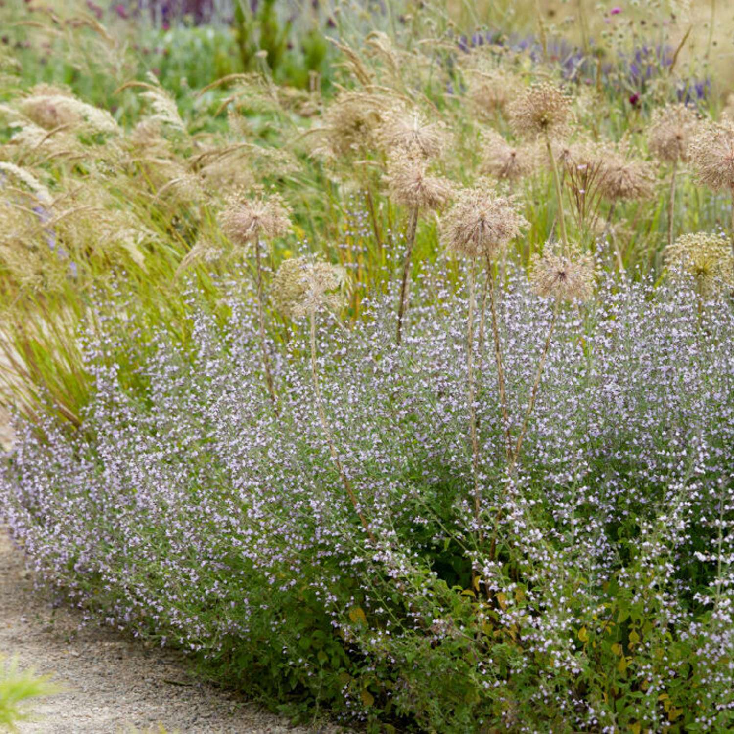 Kivikkokäenminttu (Calamintha nepeta)