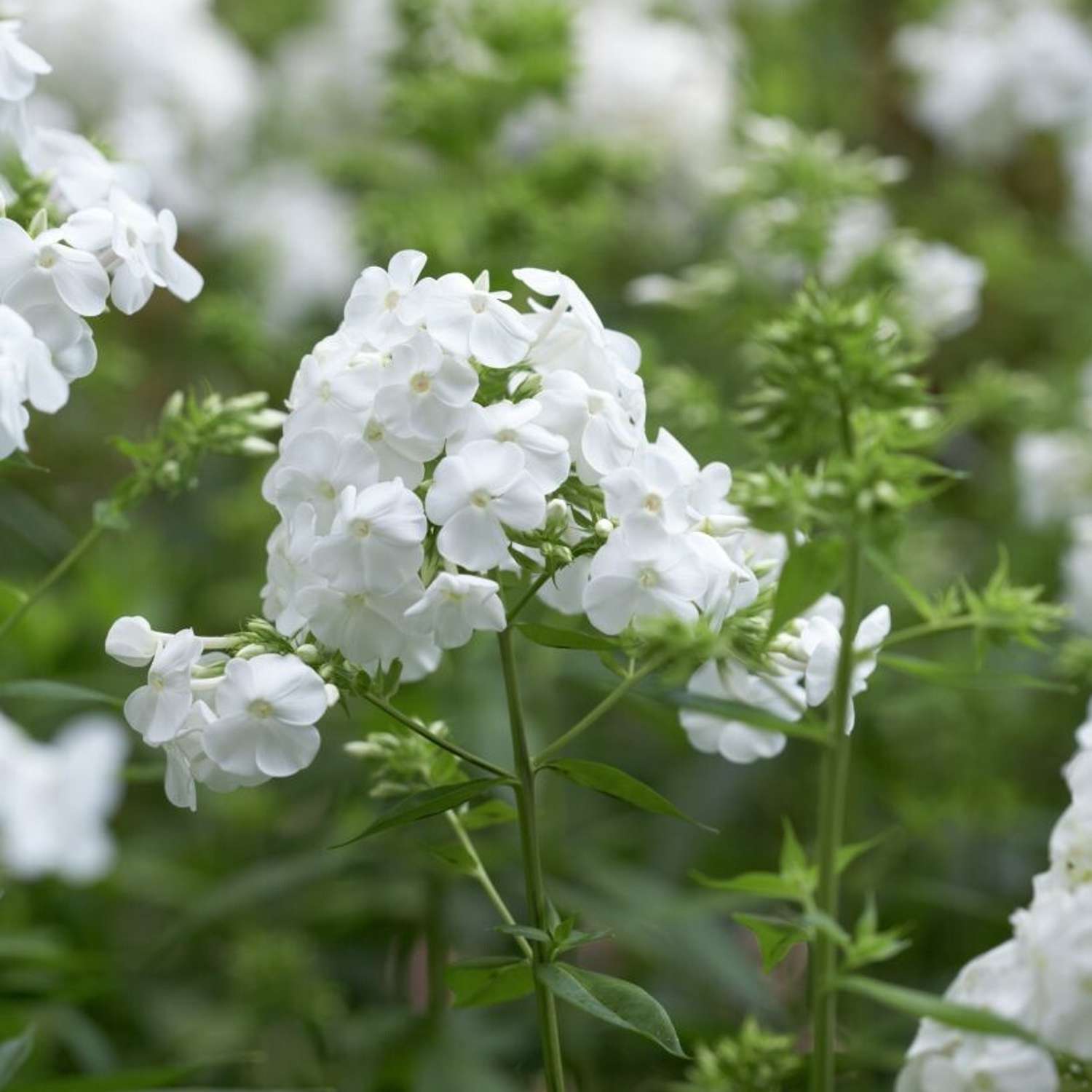 Syysleimu 'David' (Phlox paniculata)
